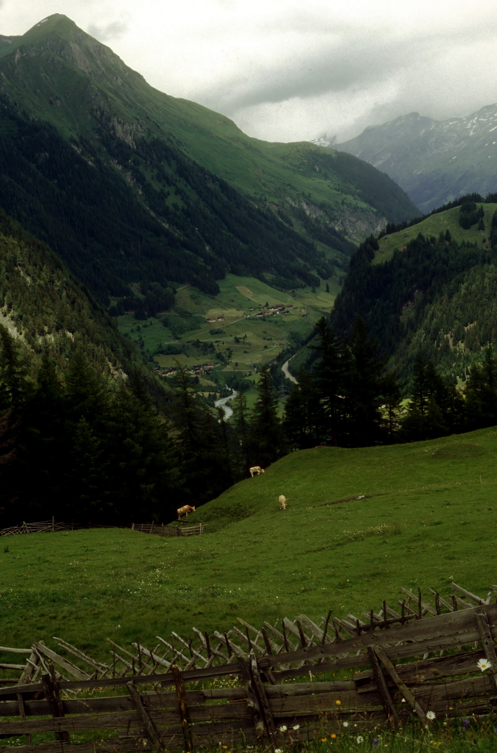 Dac.cruenta-Standort.Osttirol.Matrei.Bauer Hinteregg .7.7.92.jpg