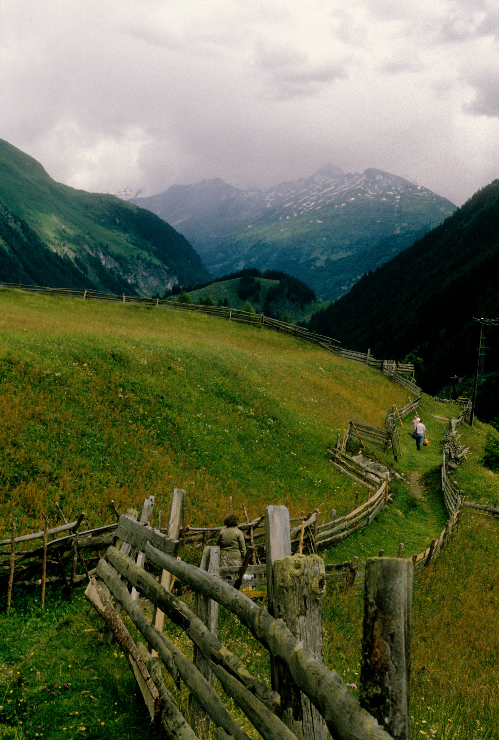 Dac.cruenta-Standort.Osttirol.Matrei.Bauer Hinteregg.7.7.92.jpg