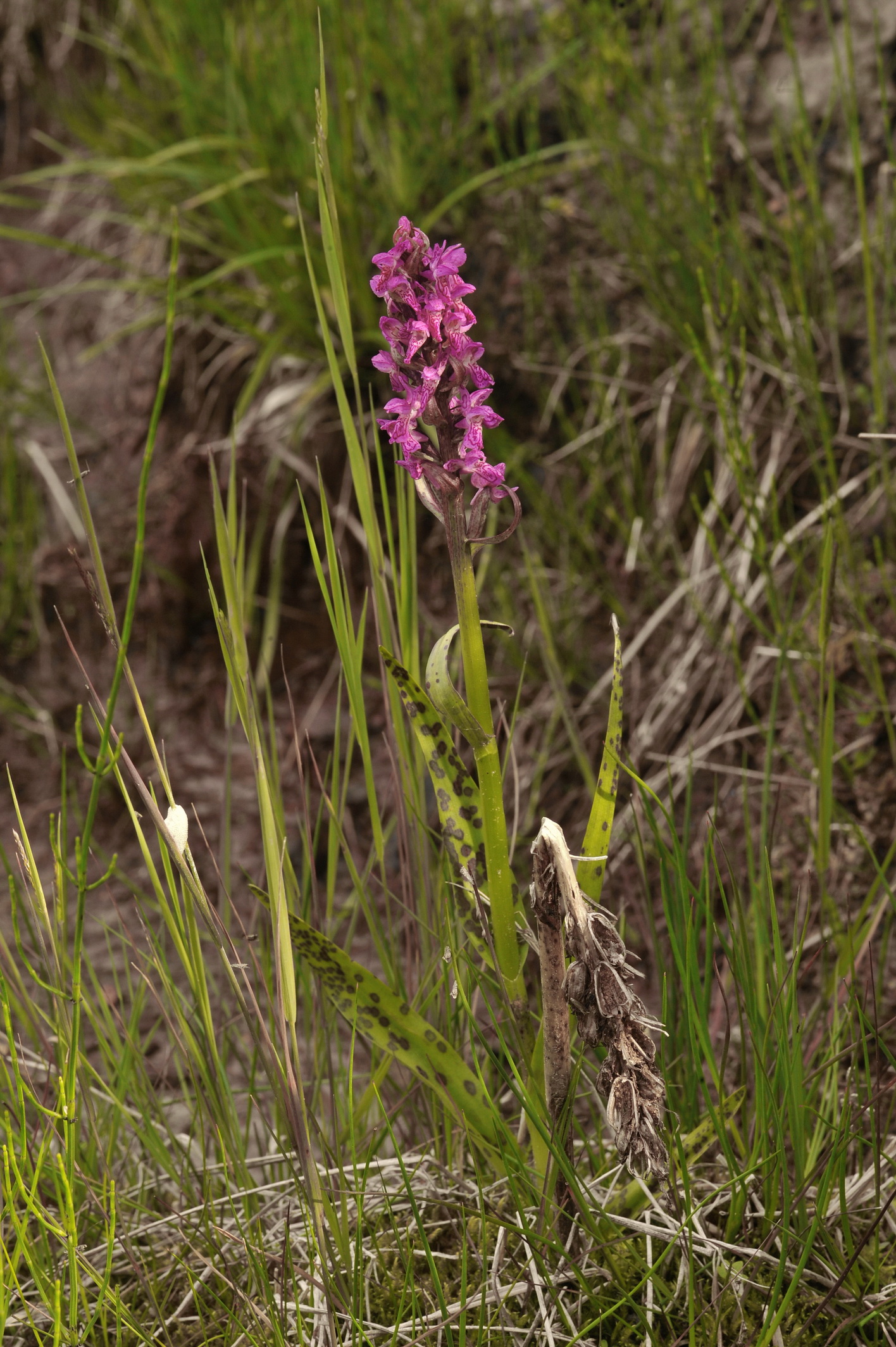 Dac.cruenta.T-Gschnitztal.Stainach.a.Brenner.1.Jul.14.M.Fiedler.JPG