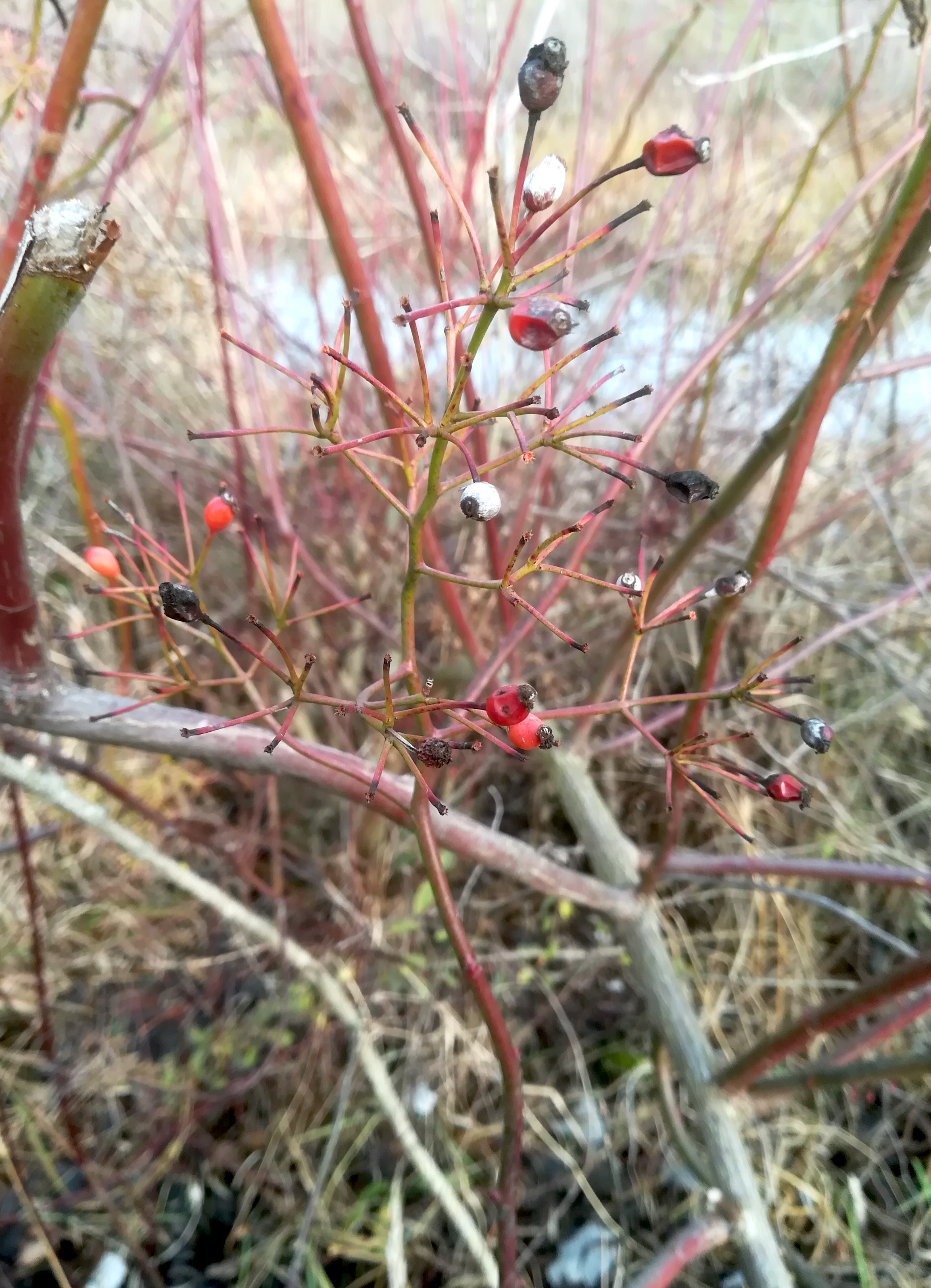 donauinsel rosa multiflora zwischen brigittenauer und reichsbrücke_20181223_124759 Kopie.jpg