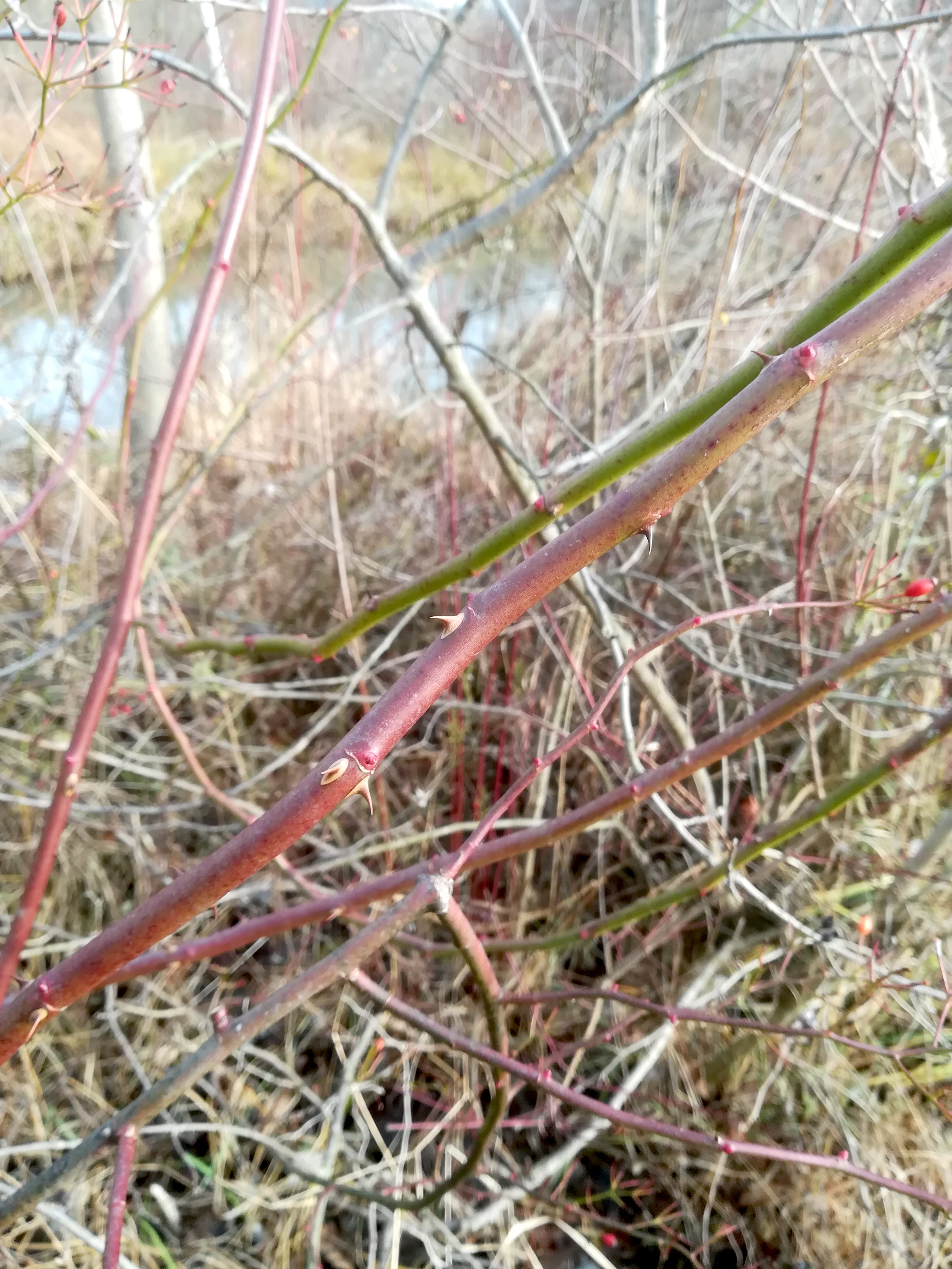 donauinsel rosa multiflora zwischen brigittenauer und reichsbrücke_20181223_124808 Kopie.jpg