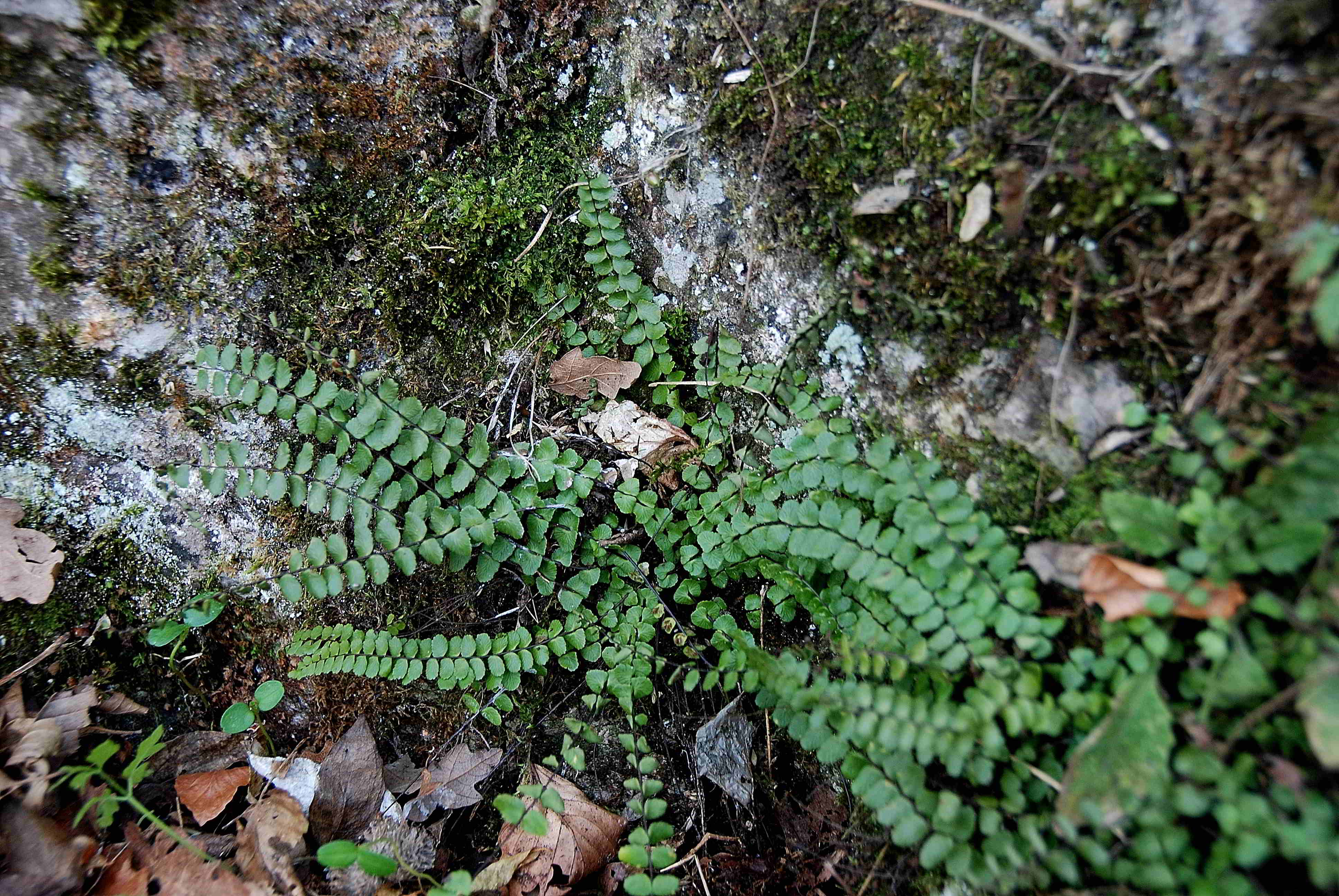 Kaltenleutgeben_Kaisersteig_11122016-(10) - Farn - unbestimmt.JPG