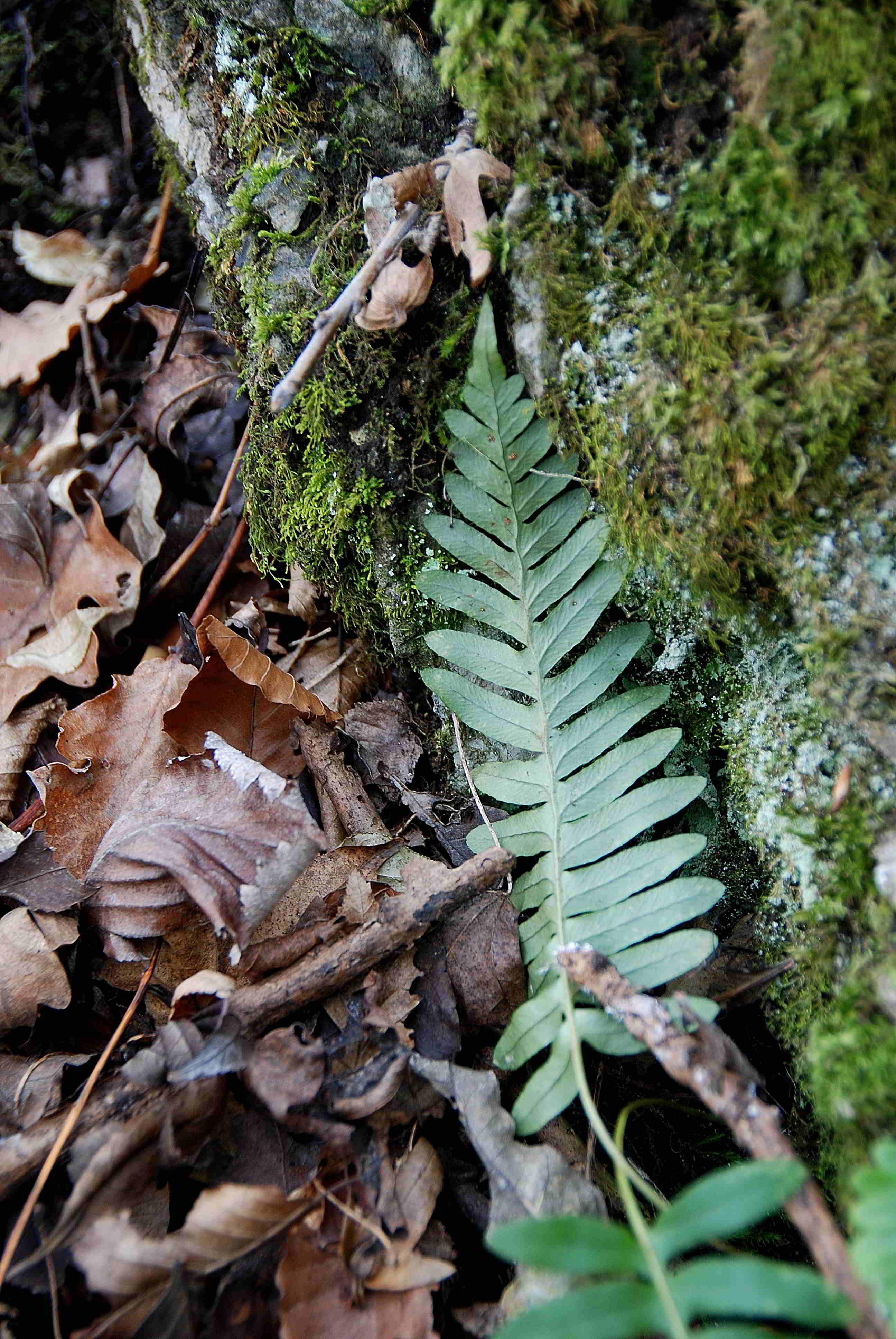 Kaltenleutgeben_Kaisersteig_11122016-(12) - Farn - unbestimmt.JPG