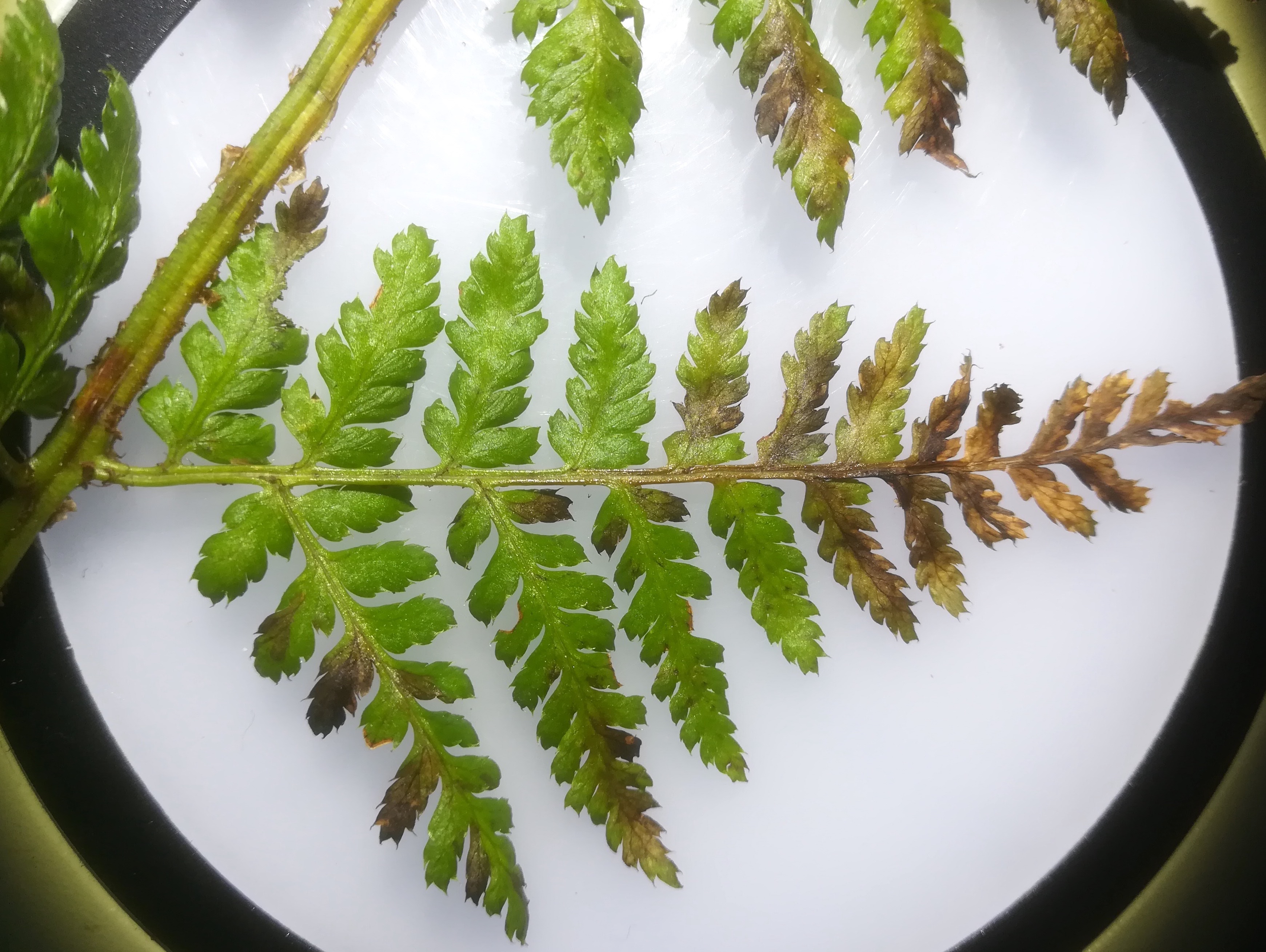 dryopteris expansa großer steinbach neu-purkersdorf_20190102_143234 Kopie.jpg