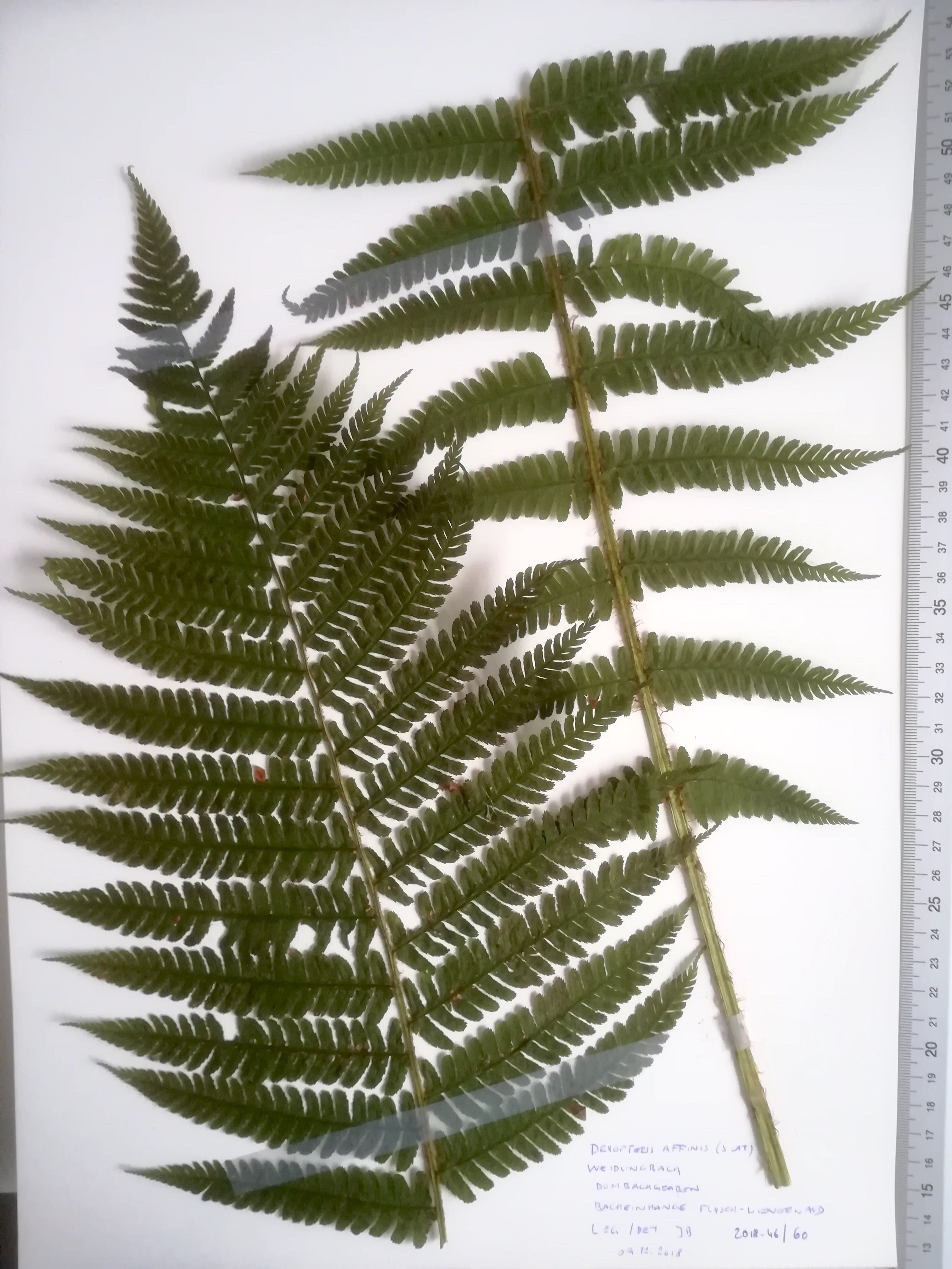 dryopteris affinis s. lat. dombachgraben weidlingbach_20190103_084107 Kopie.jpg