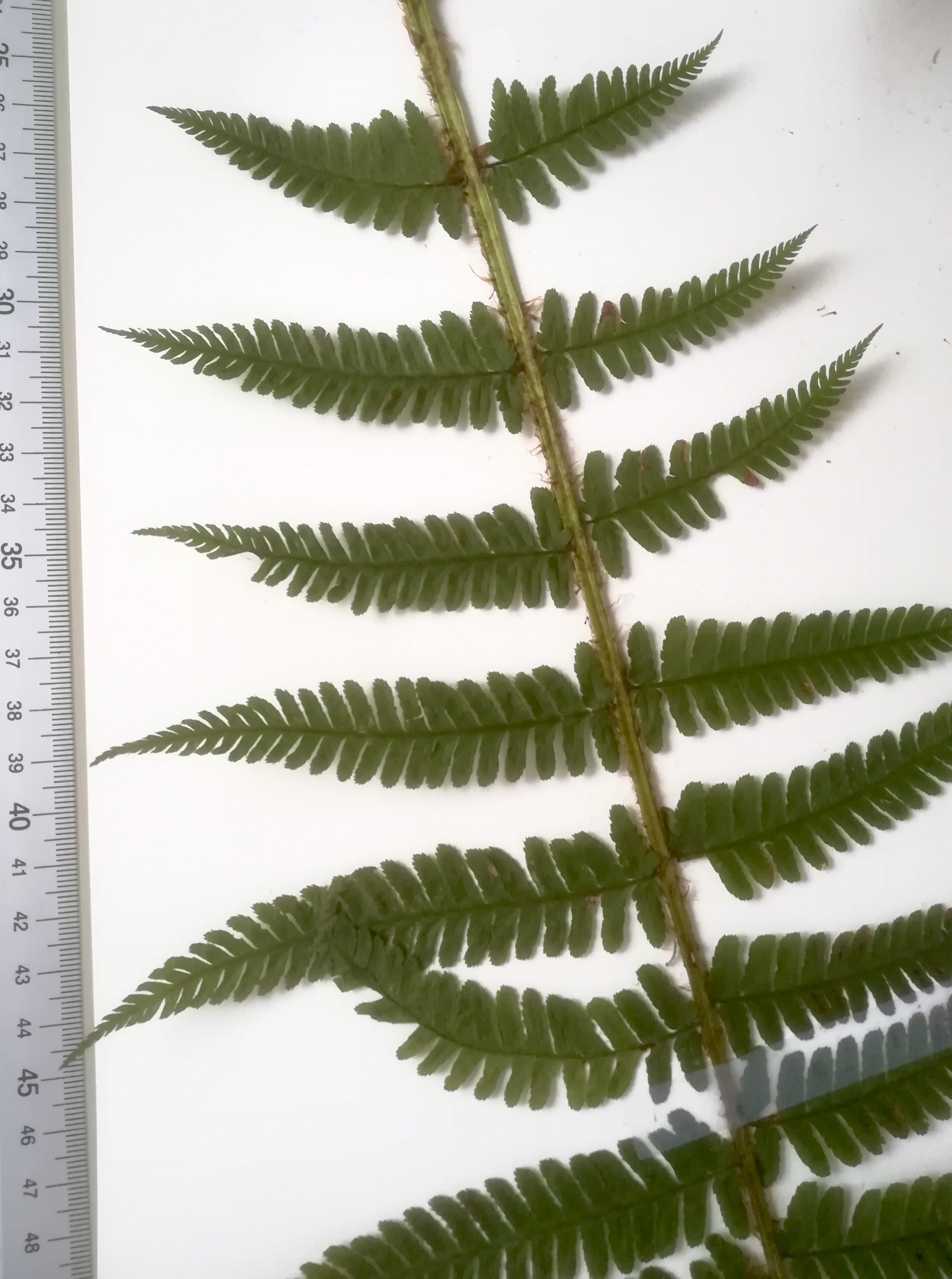 dryopteris affinis s. lat. dombachgraben weidlingbach_20190103_084141 Kopie.jpg