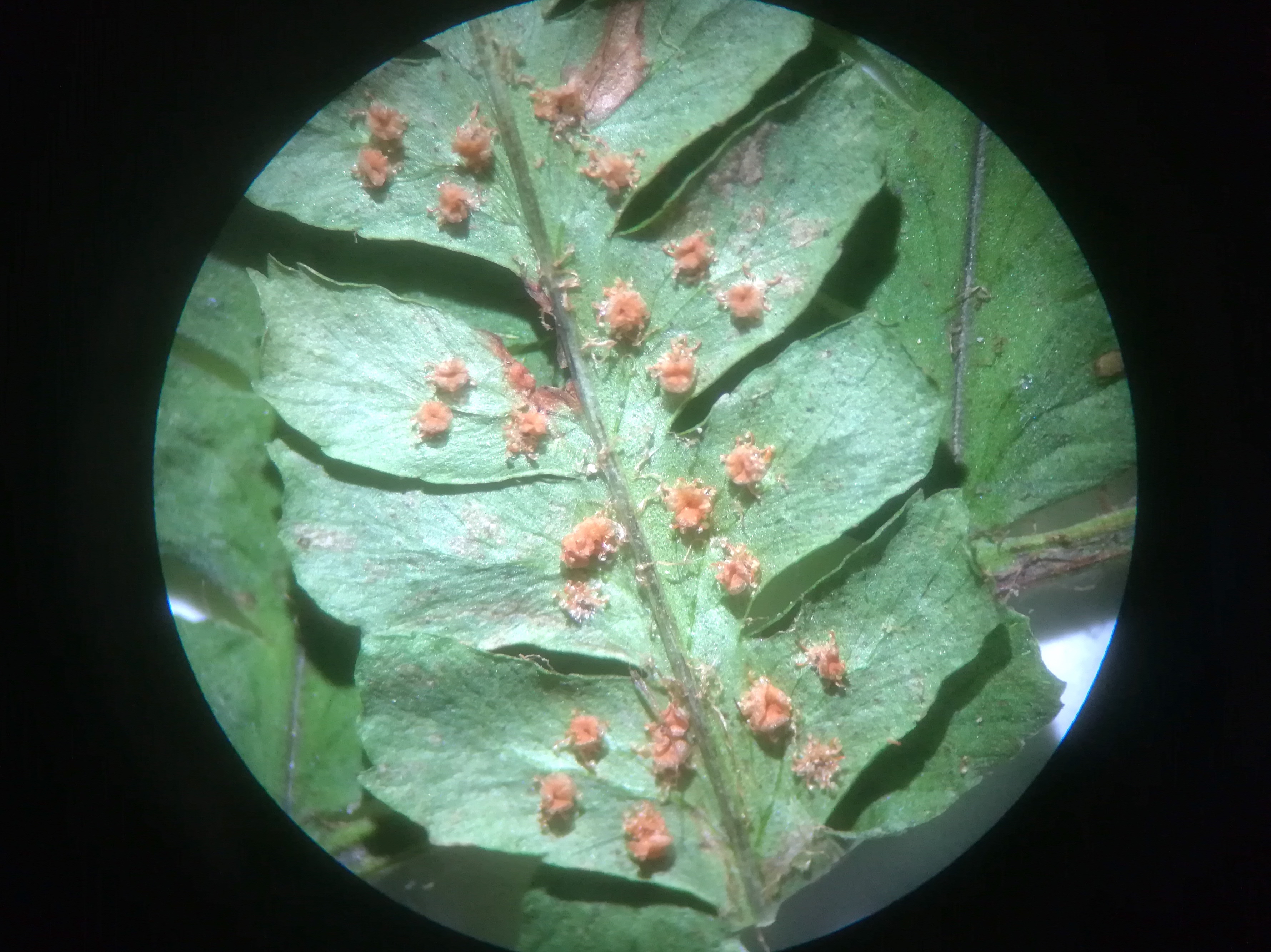 dryopteris affinis s. lat. dombachgraben weidlingbach_20190103_084359 Kopie.jpg