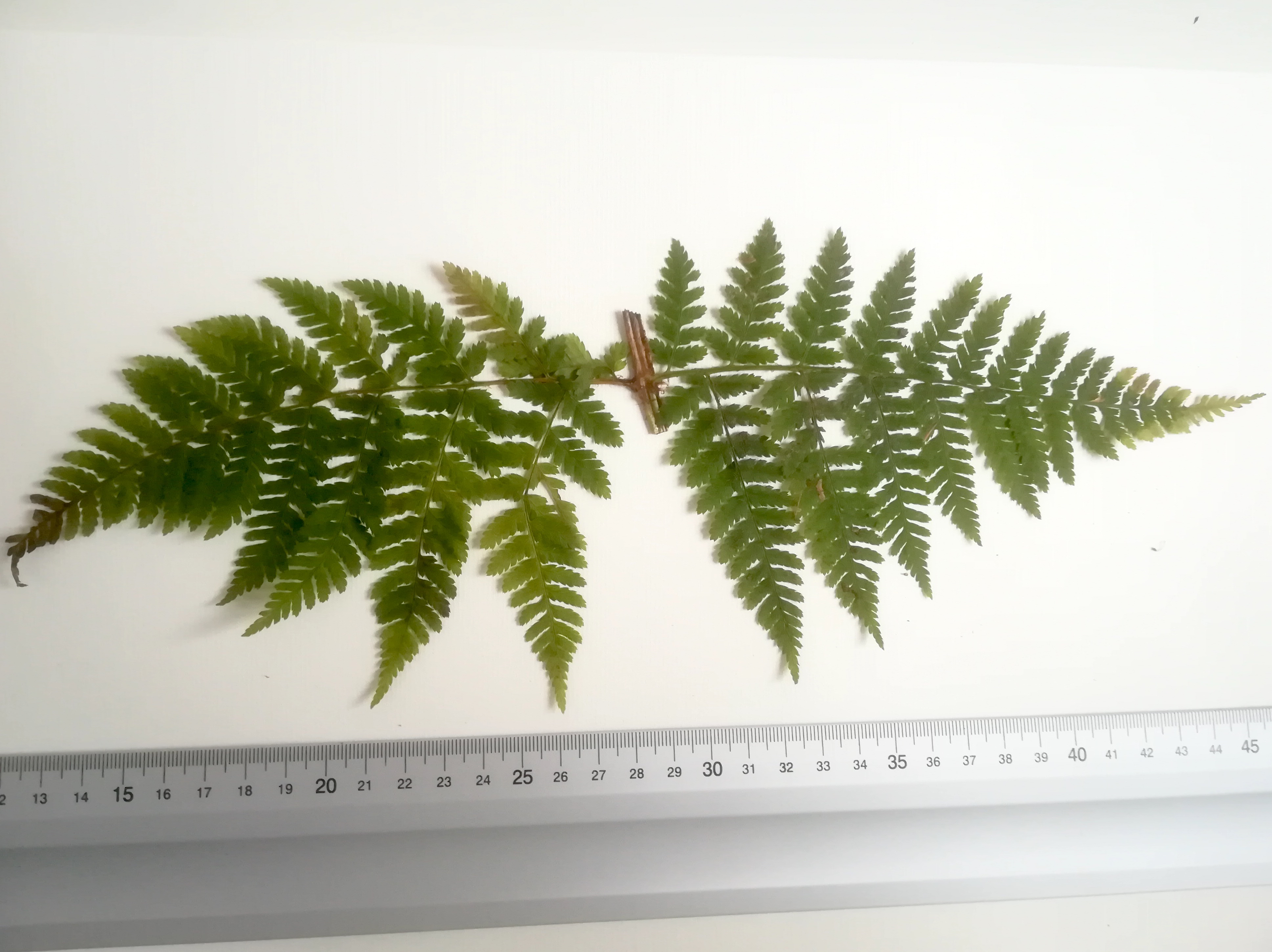 dryopteris expansa großer steinbach neu-purkersdorf_20190103_084840 Kopie.jpg