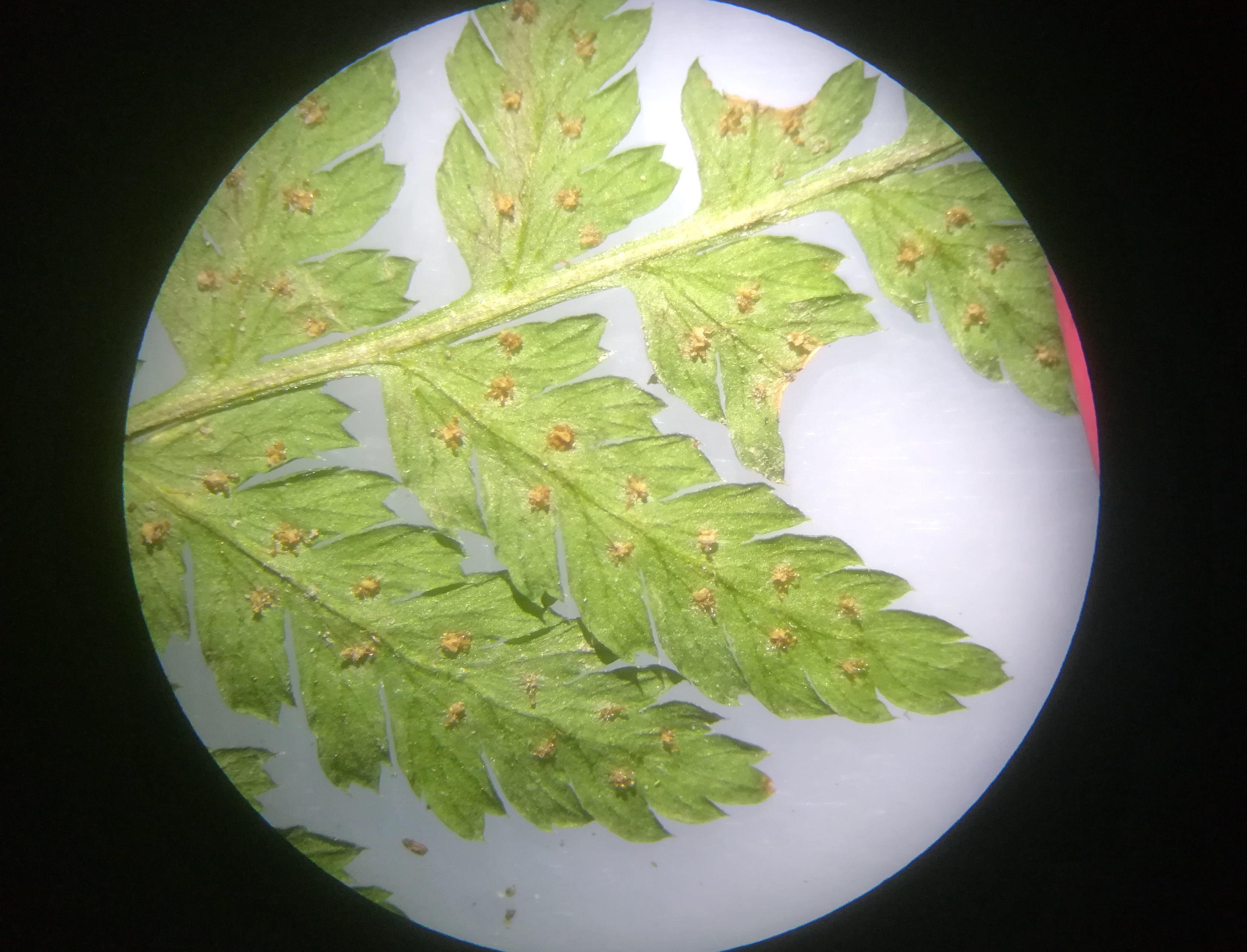 dryopteris expansa großer steinbach neu-purkersdorf_20190103_085455 Kopie.jpg