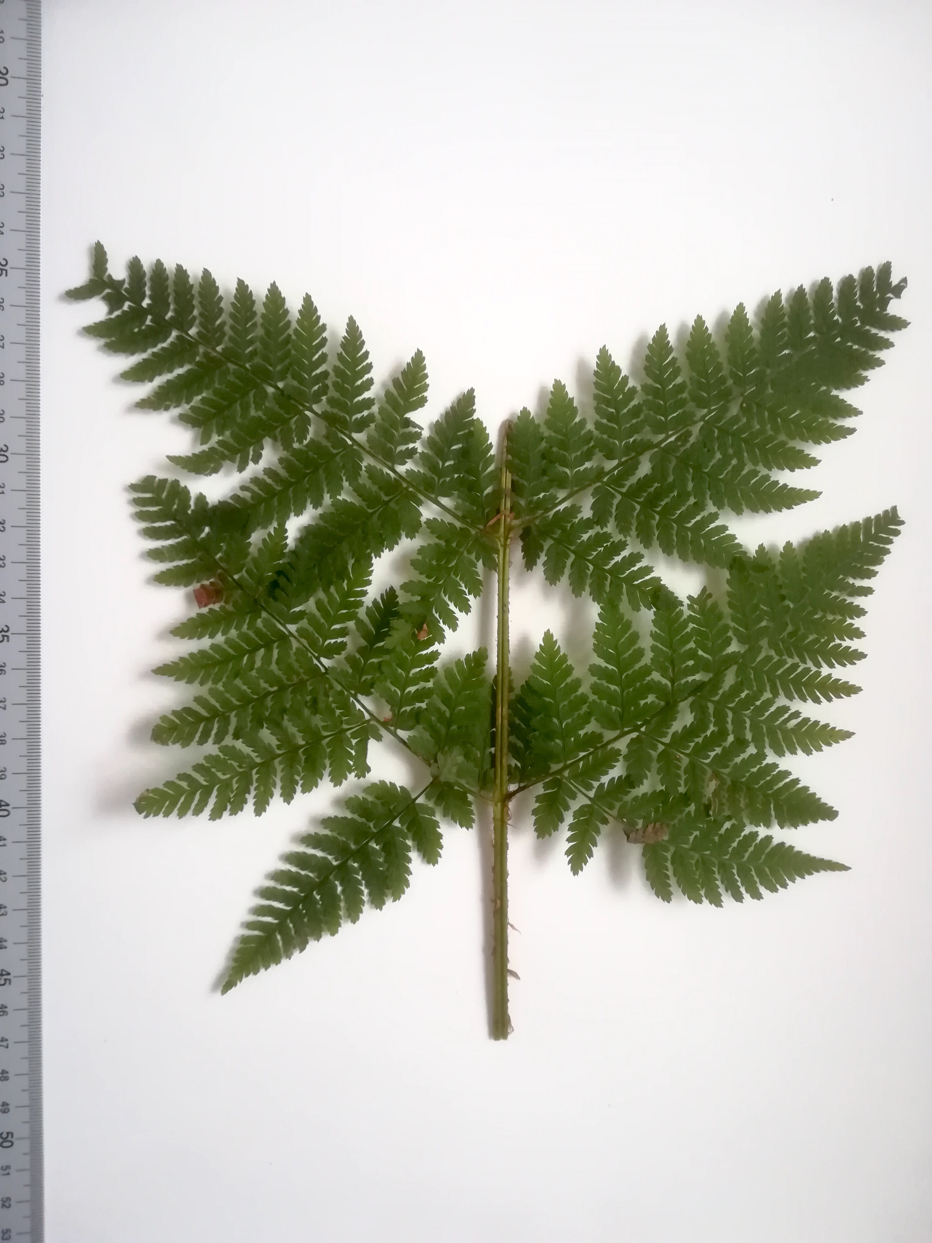 dryopteris expansa großer steinbach neu-purkersdorf_20190103_085522 Kopie.jpg