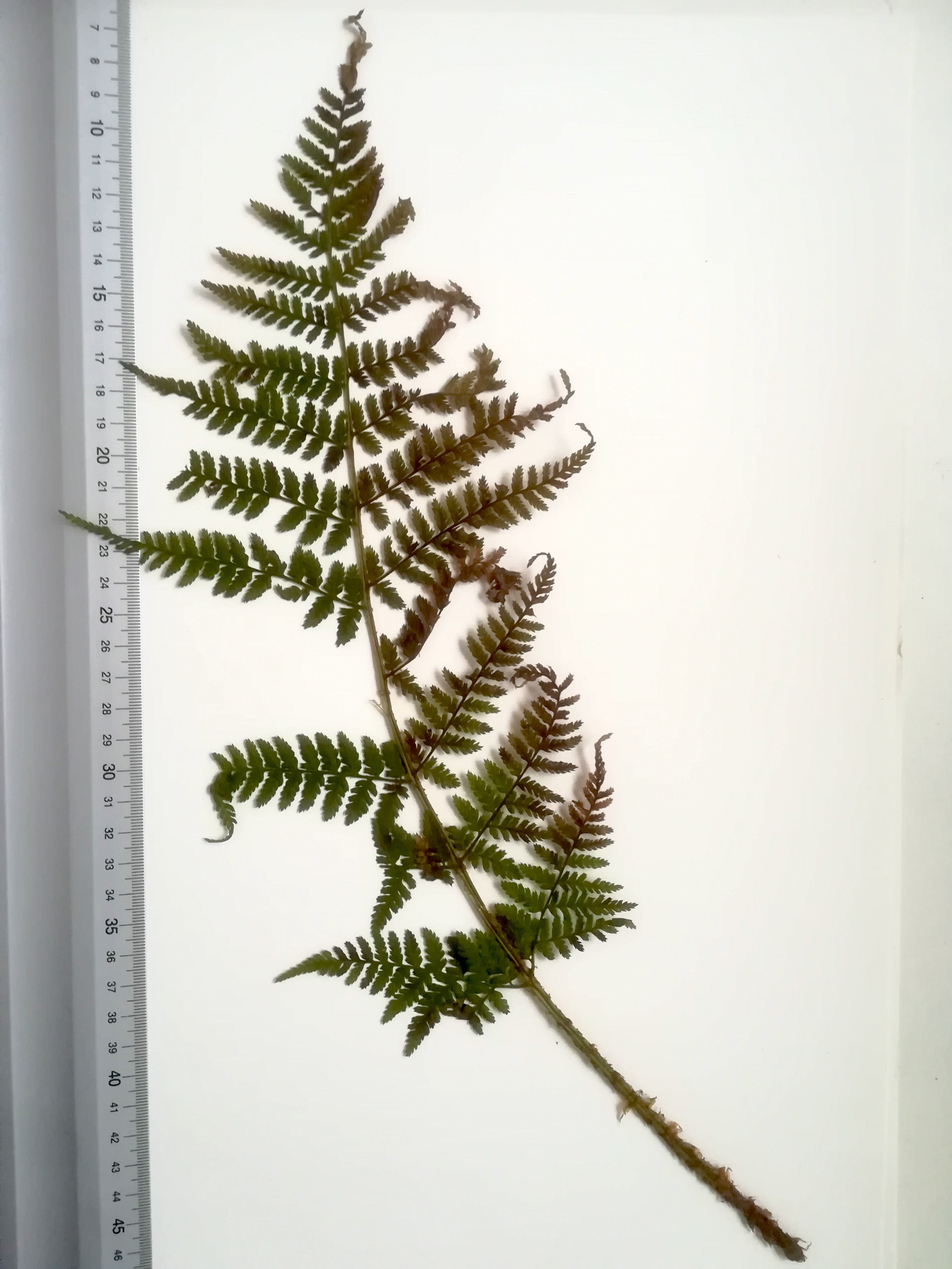 dryopteris expansa großer steinbach neu-purkersdorf_20190103_085725 Kopie.jpg