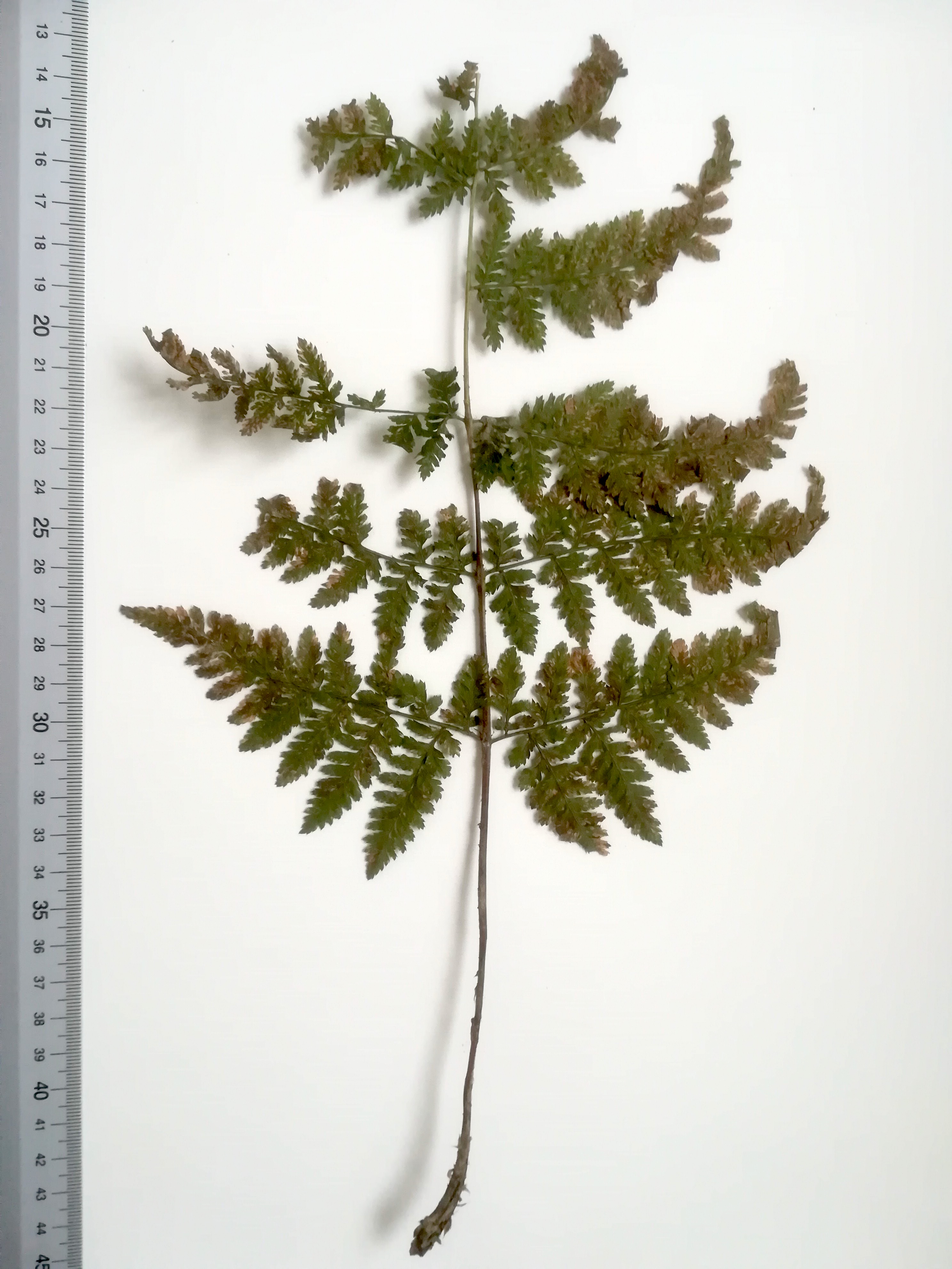 dryopteris expansa großer steinbach neu-purkersdorf_20190103_085743 Kopie.jpg