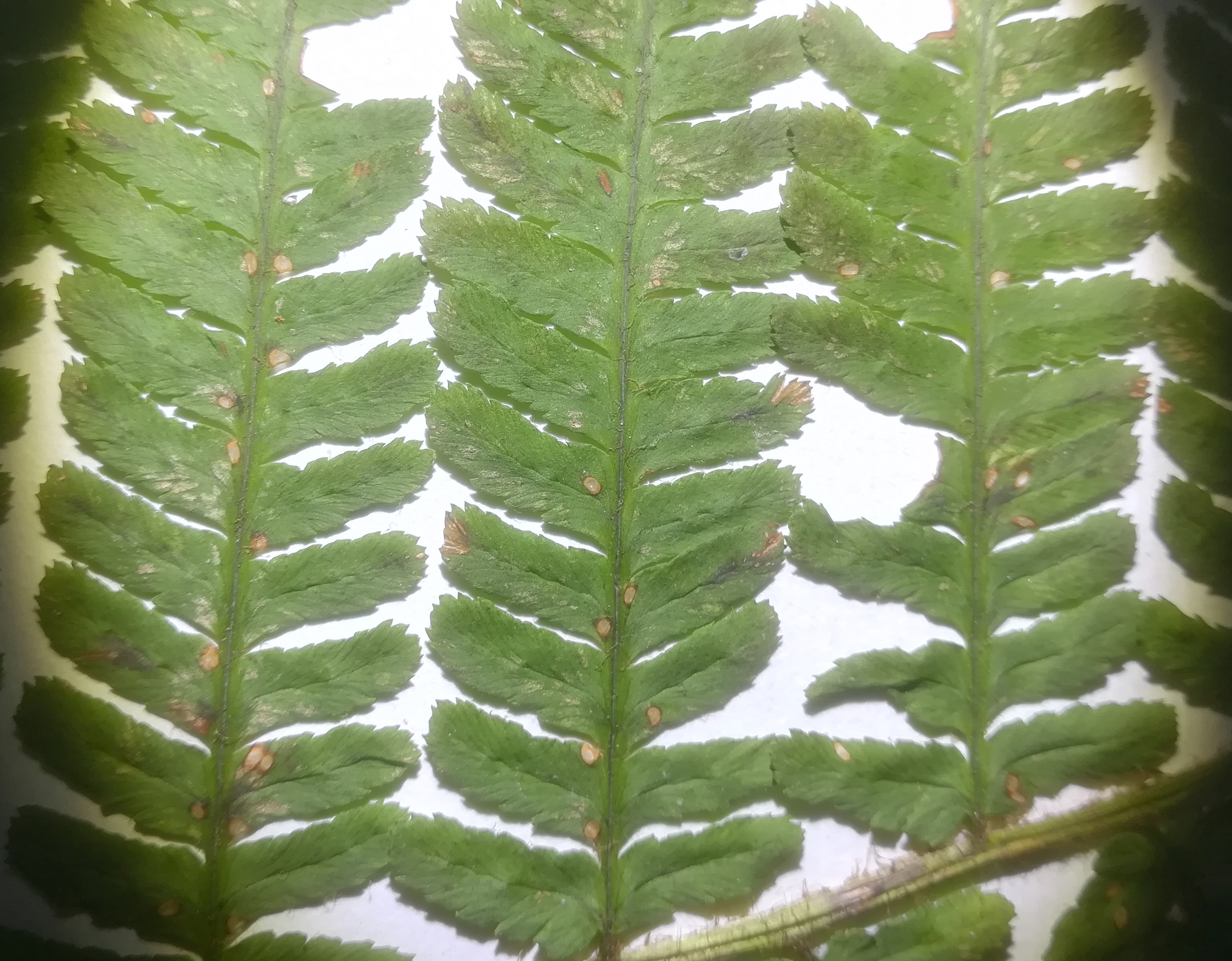 dryopteris affinis s. lat._20181209_053251 Kopie.jpg