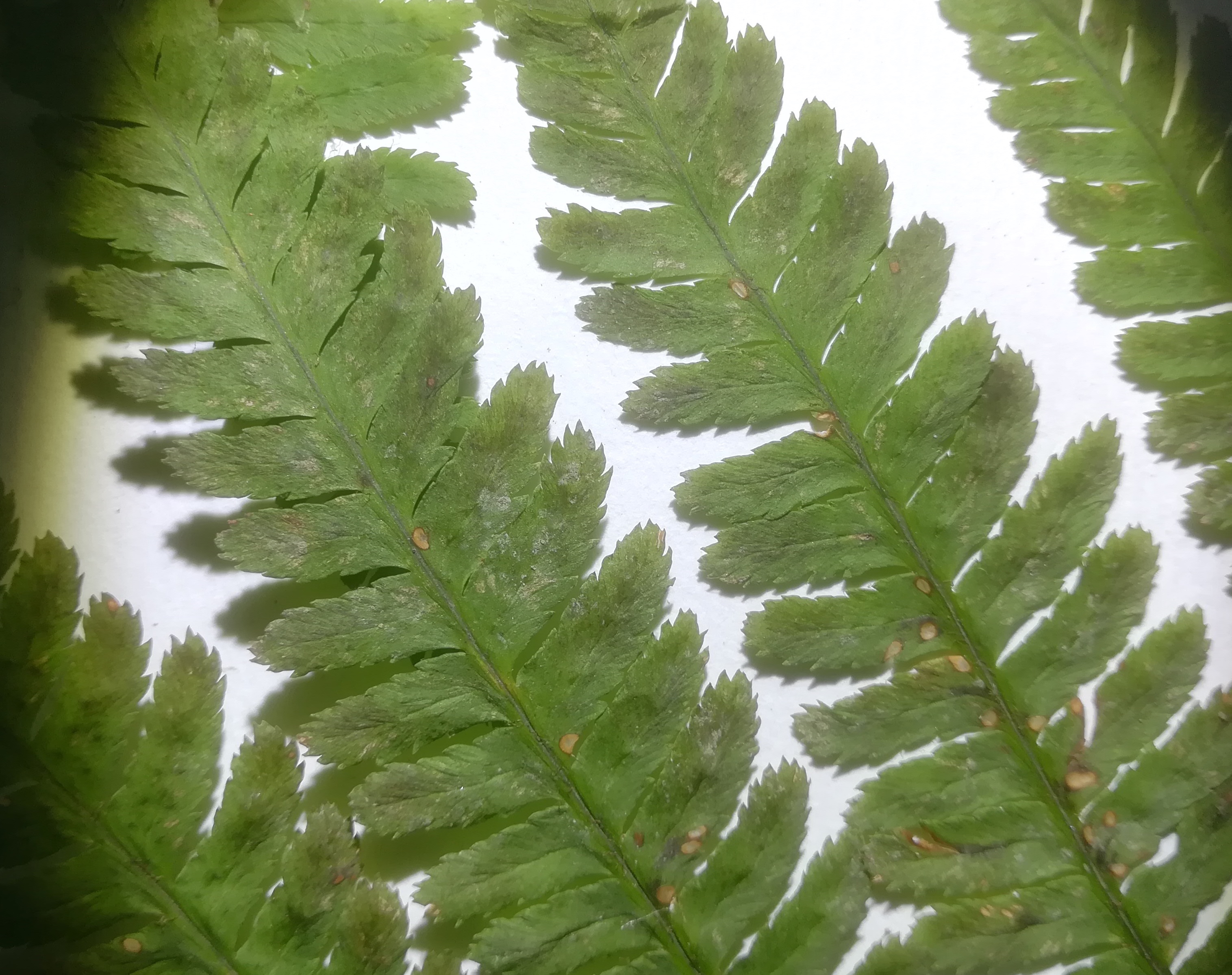 dryopteris affinis s. lat._20181209_053339 Kopie.jpg