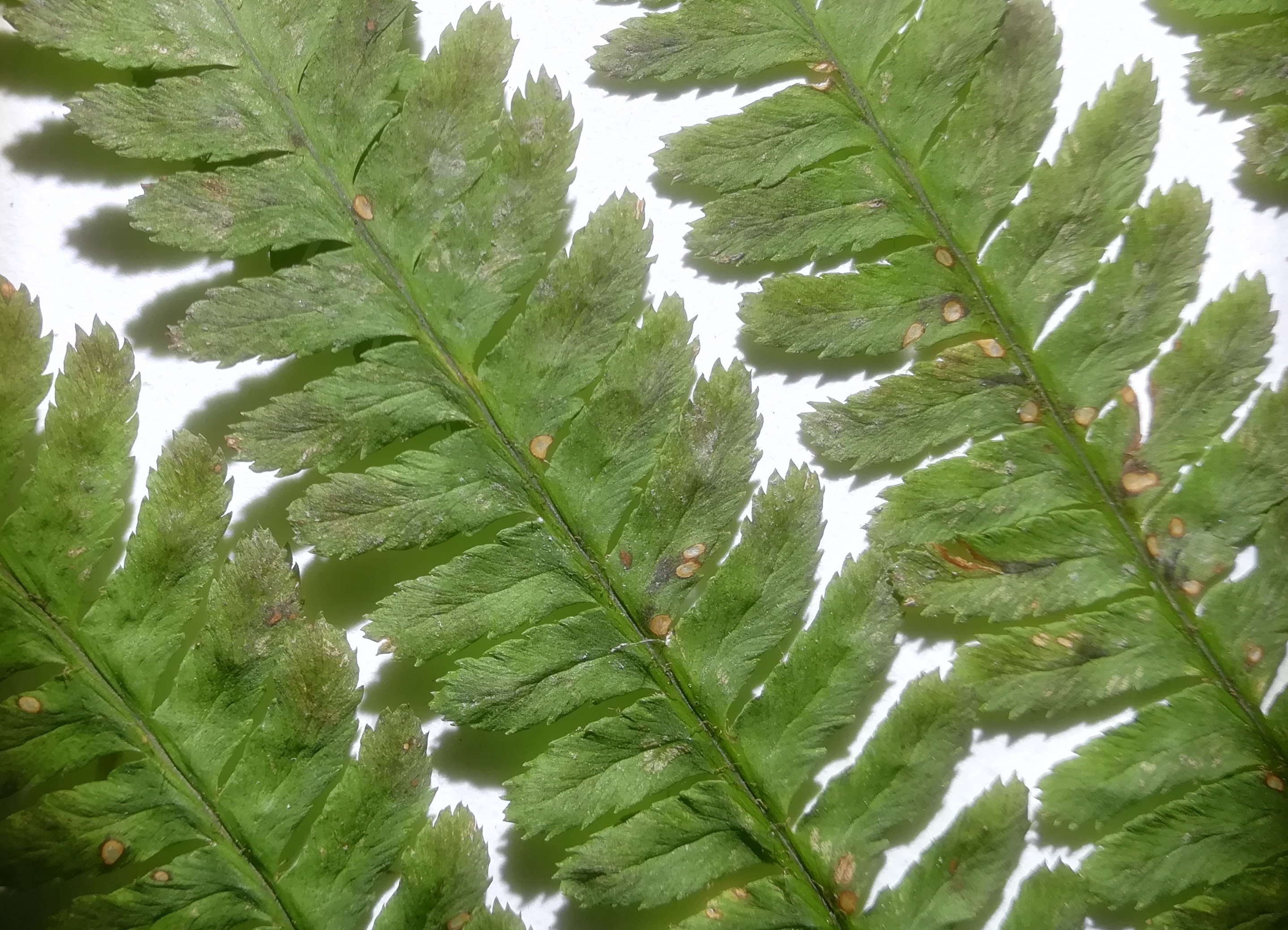 dryopteris affinis s. lat._20181209_053356 Kopie.jpg