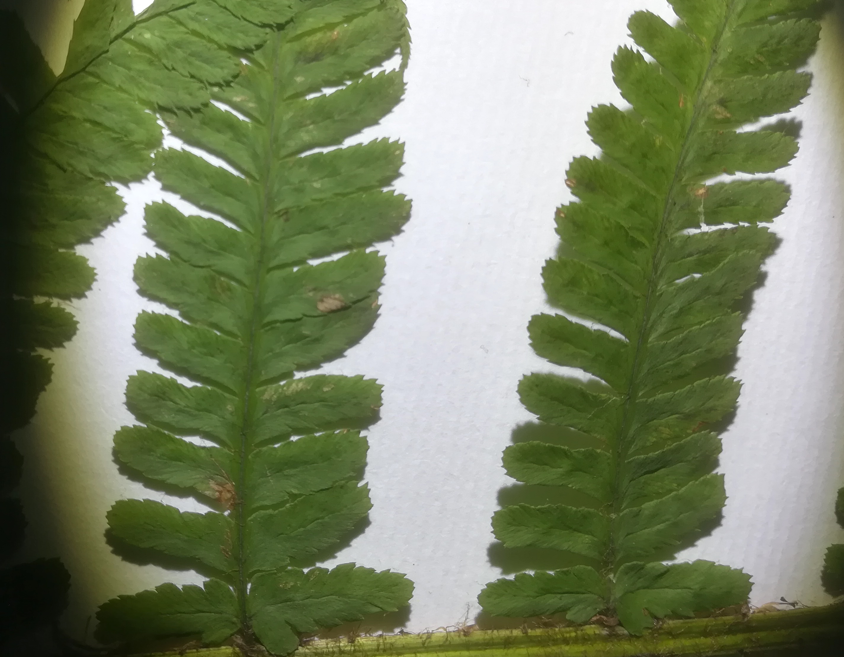 dryopteris affinis s. lat._20181209_053456 Kopie.jpg