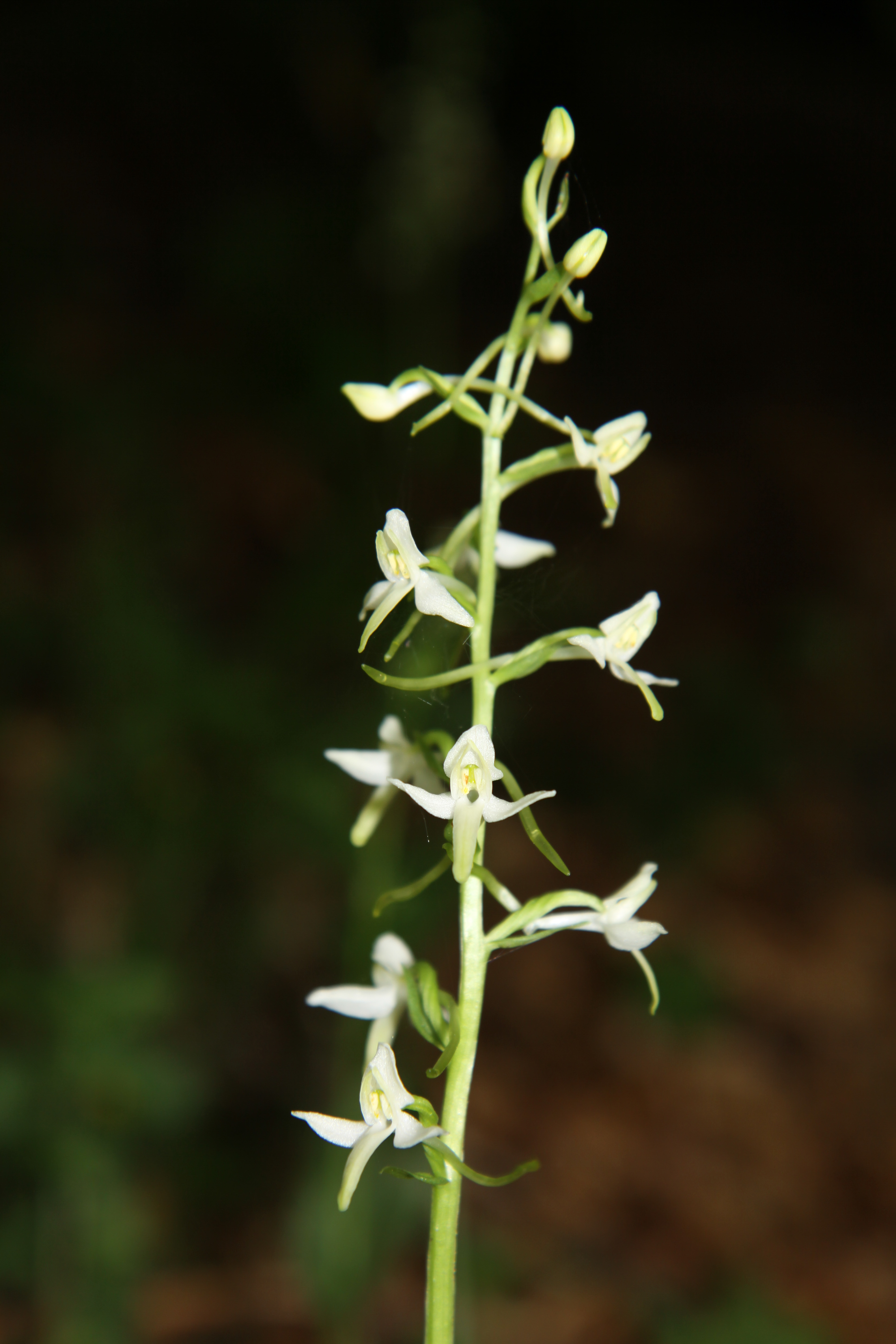 Platanthera_cf_muelleri_Lammertal_2010_06_13.jpg