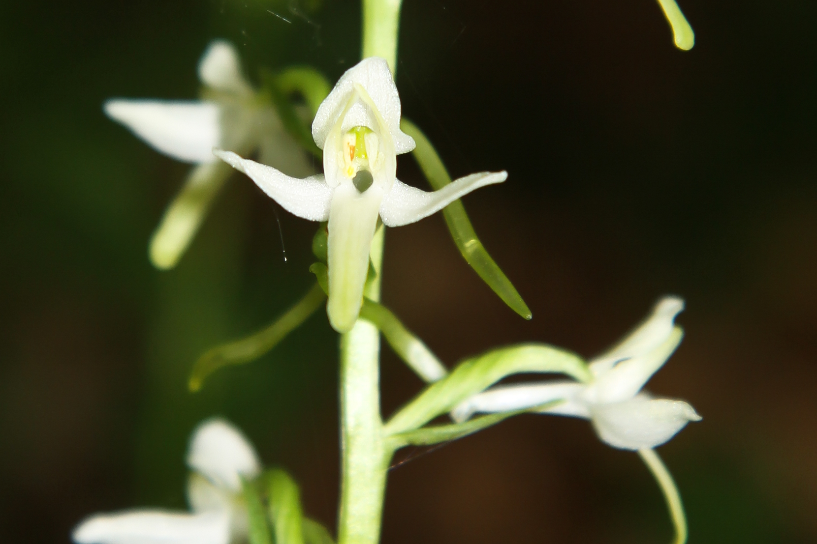 Platanthera_cf_muelleri_5_Lammertal_2010_06_13-2.jpg