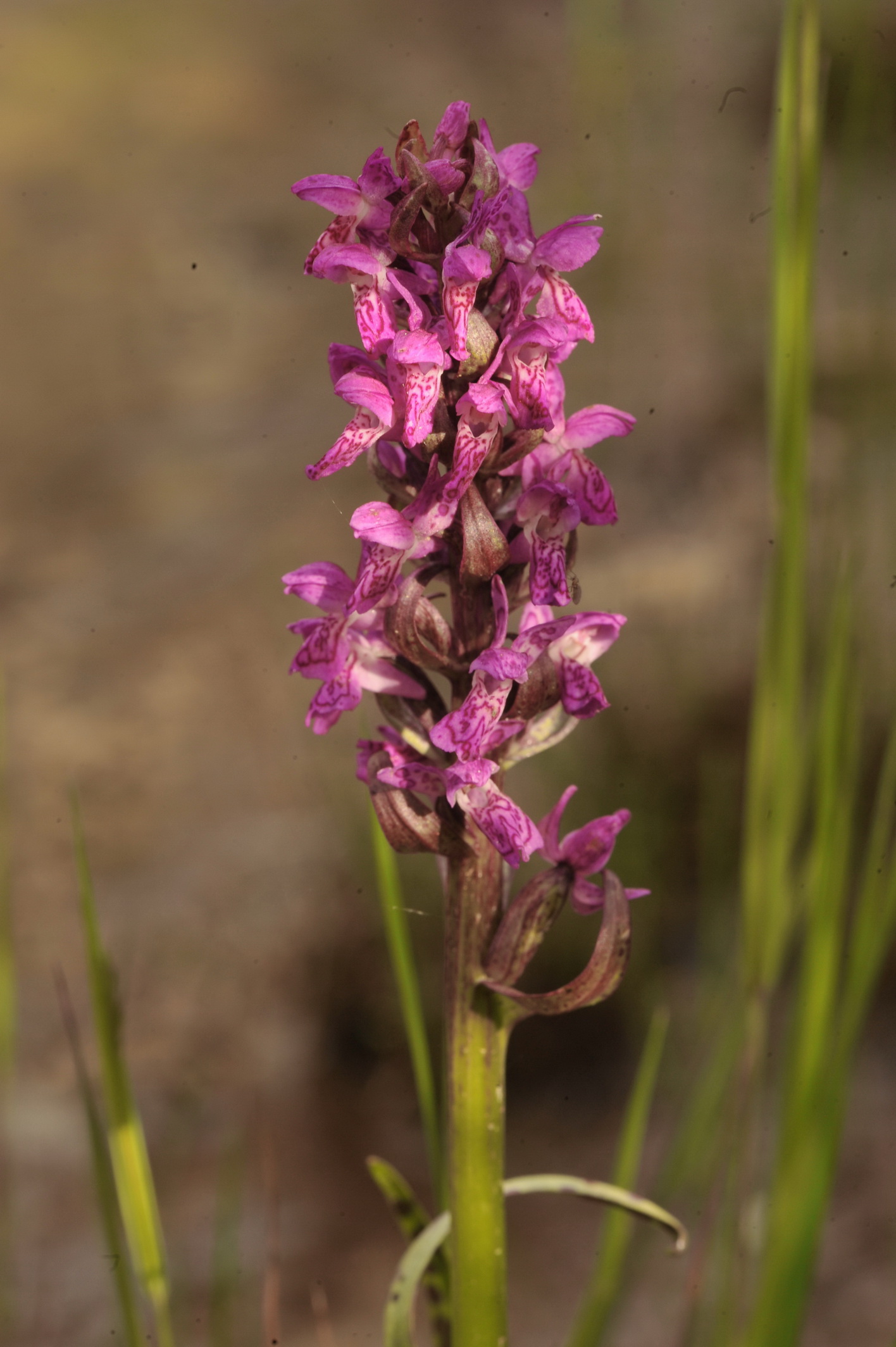 Dac.cruenta.T-Gschnitztal.Stainach.a.Brenner.1.Jul.14. M.Fiedler.JPG