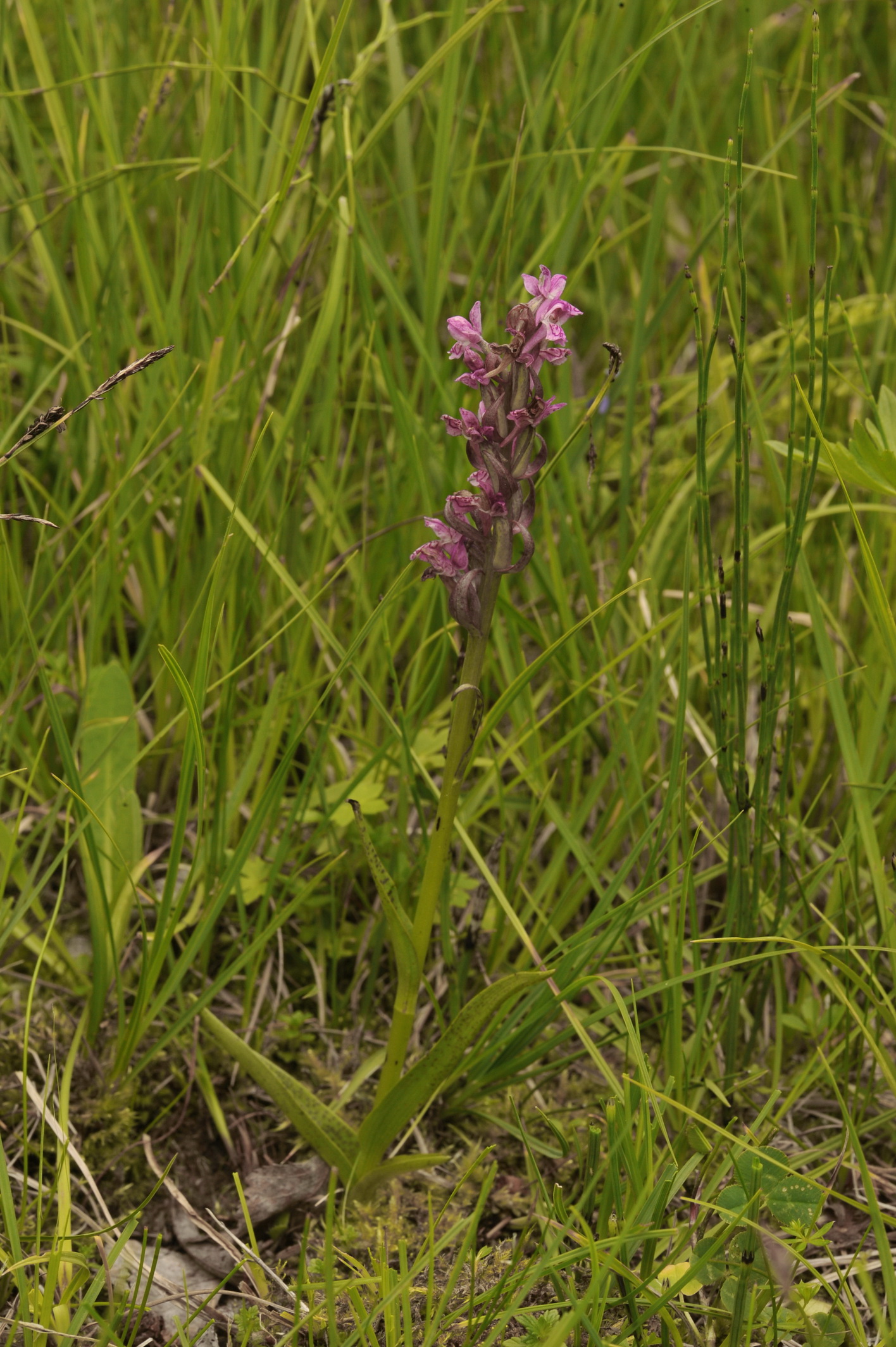 Dac.cruenta.T-Gschnitztal.Stainach.a.Brenner.1.Jul.14 .M.Fiedler.JPG