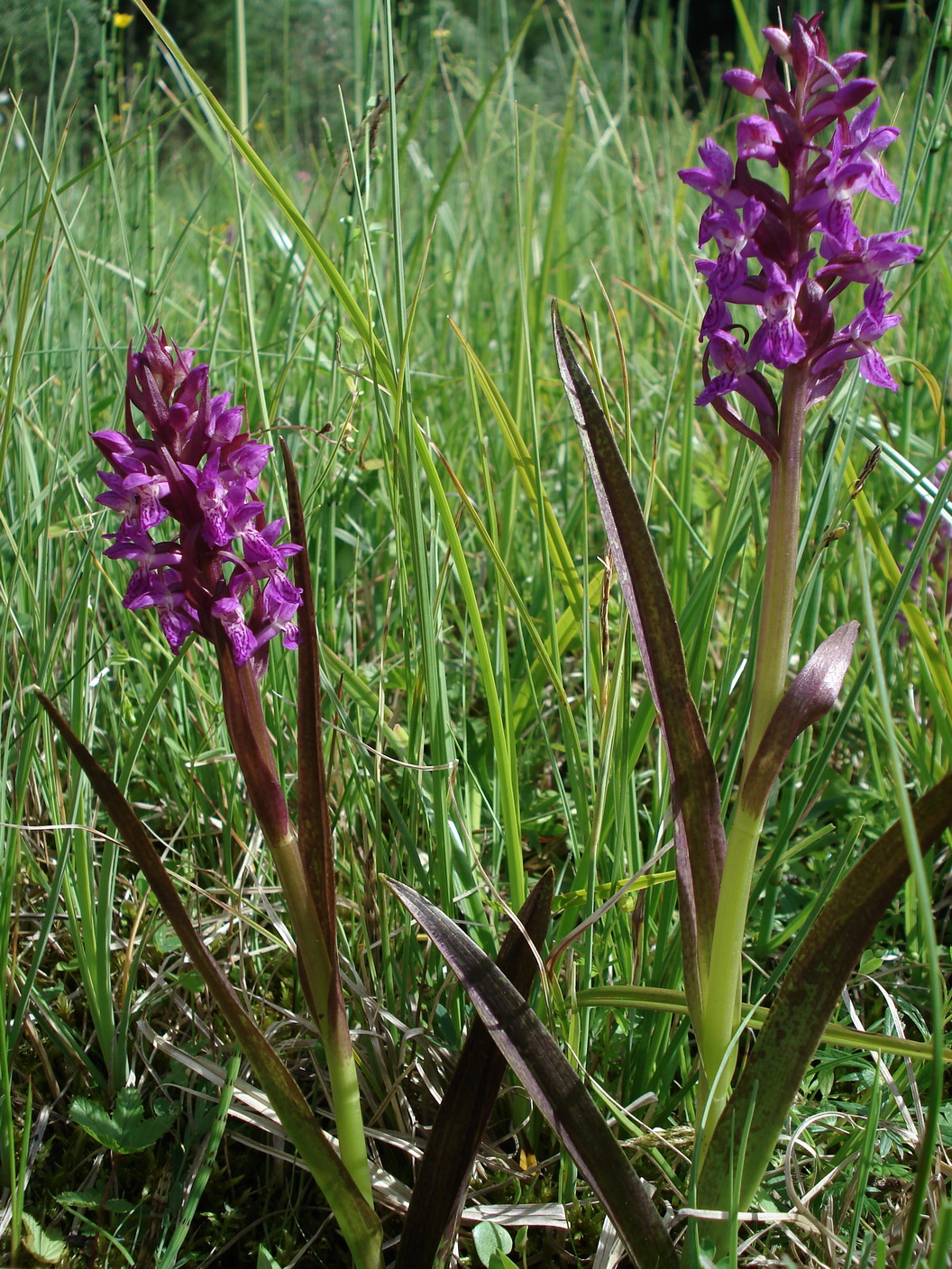 Dac.incarnata.var.hyphaematodes .NSG.Hollersbach.5.06.11.JPG