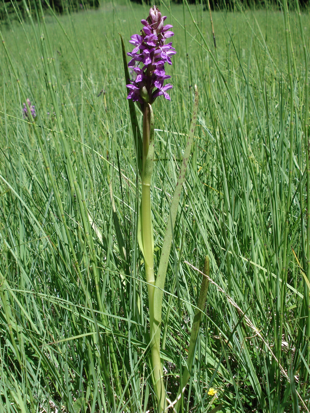 Dac.incarnata.var.hyphaematodes.Südt.-Aldein .Scheider.JPG