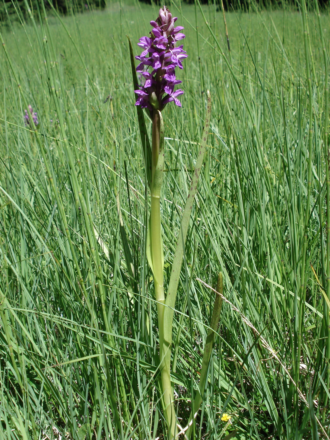 Dac.incarnata.var.hyphaematodes.Südt.-Aldein .Scheider.JPG