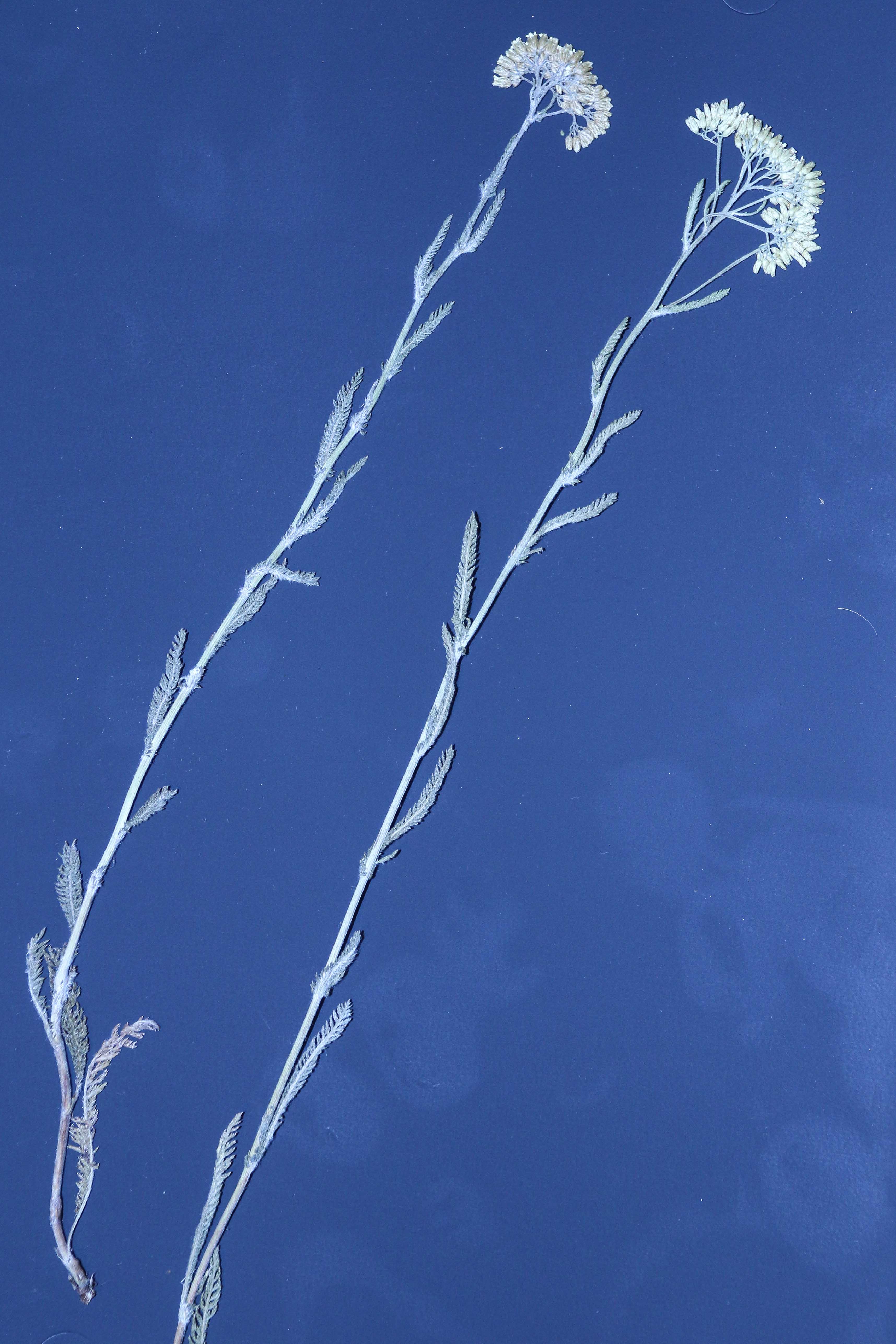 Achillea cf collina_Bhf Lienz.jpg