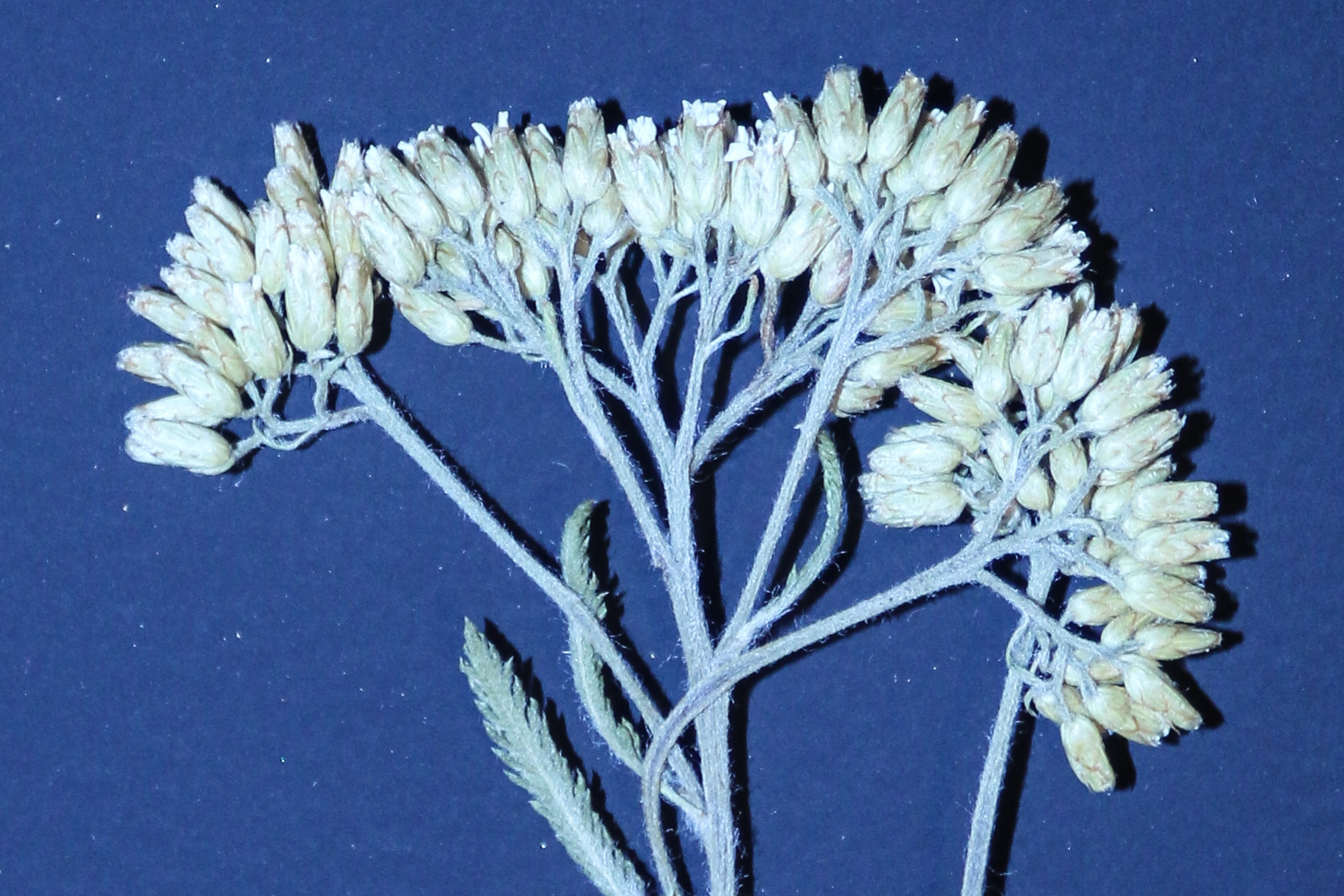 Achillea cf collina_Bhf Lienz_4.jpg