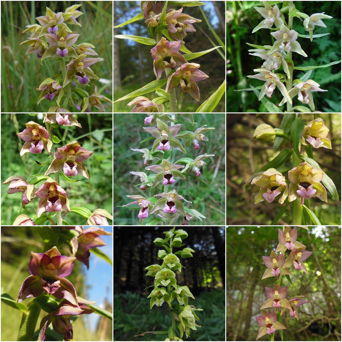 Collage_Fotor Epipactis helleborine.jpg