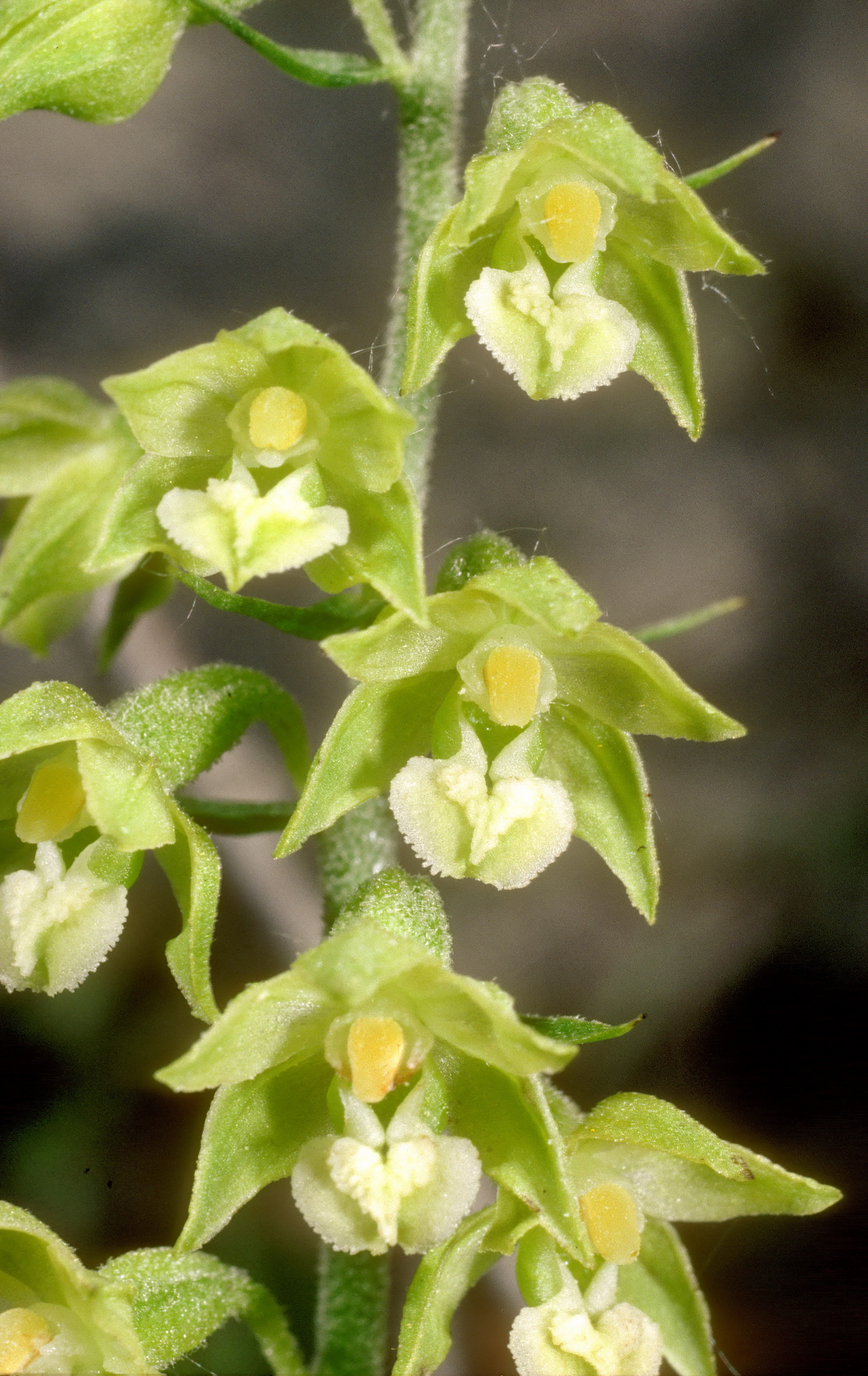 Epi.atrorubens.fo.virescens 1.7.11.jpg