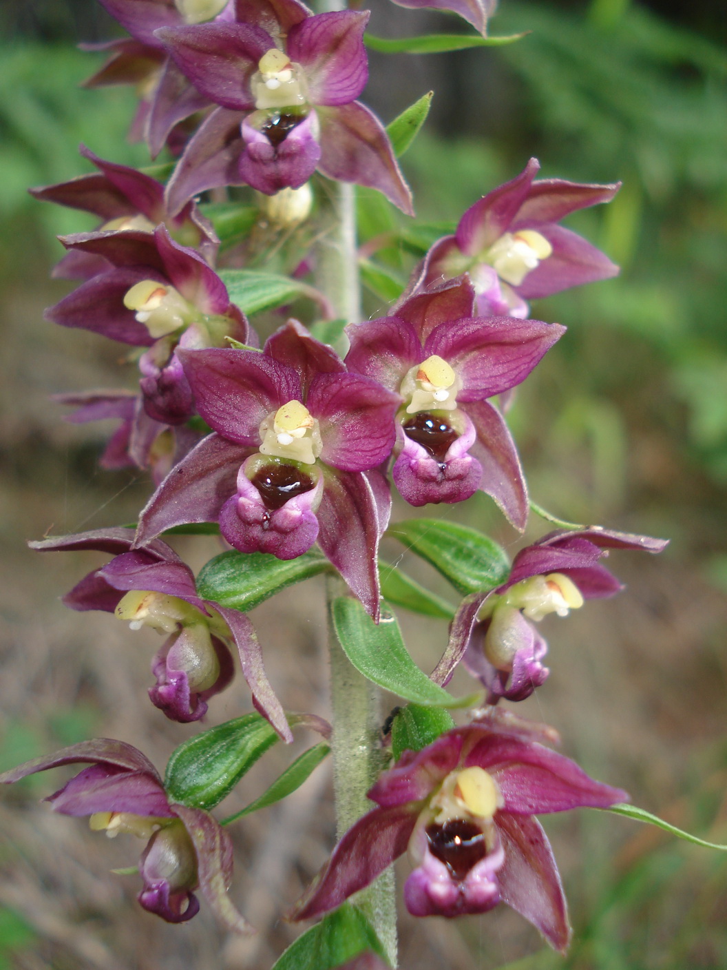 Epi.helleborine.K-Wurzenpass. 27.7.18.JPG