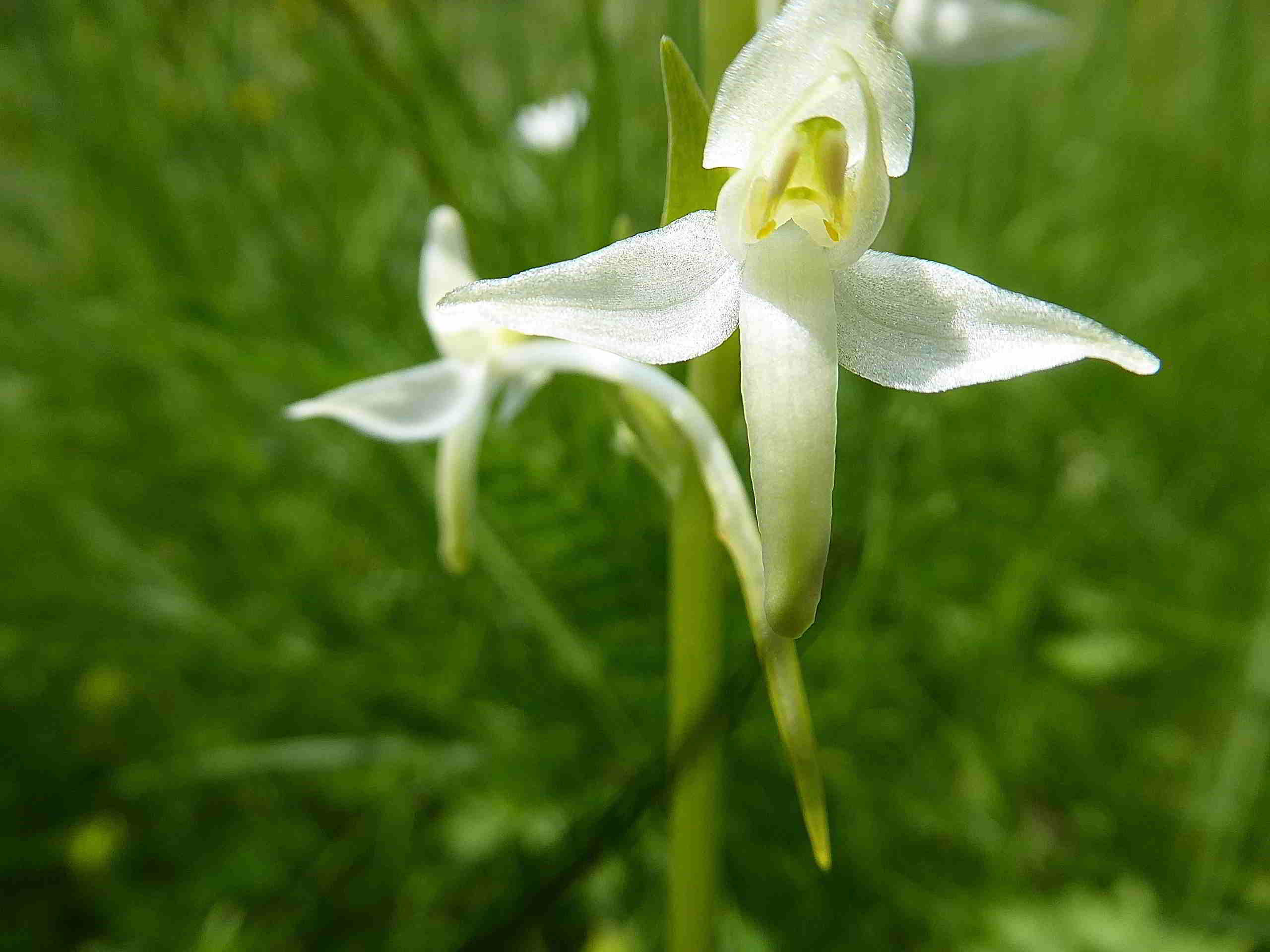 Sonnleitstein-Orchideenwanderung-20062017-(106) - Platanthera bifolia - Weiß-Waldhyazinthe.JPG