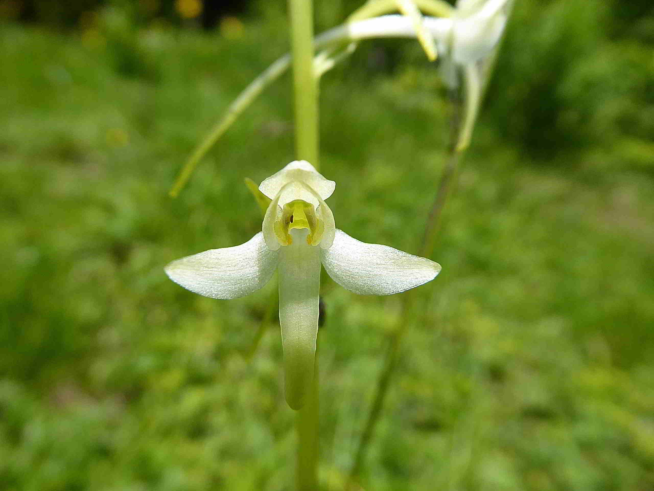 Sonnleitstein-Orchideenwanderung-20062017-(108) - Platanthera bifolia - Weiß-Waldhyazinthe.JPG