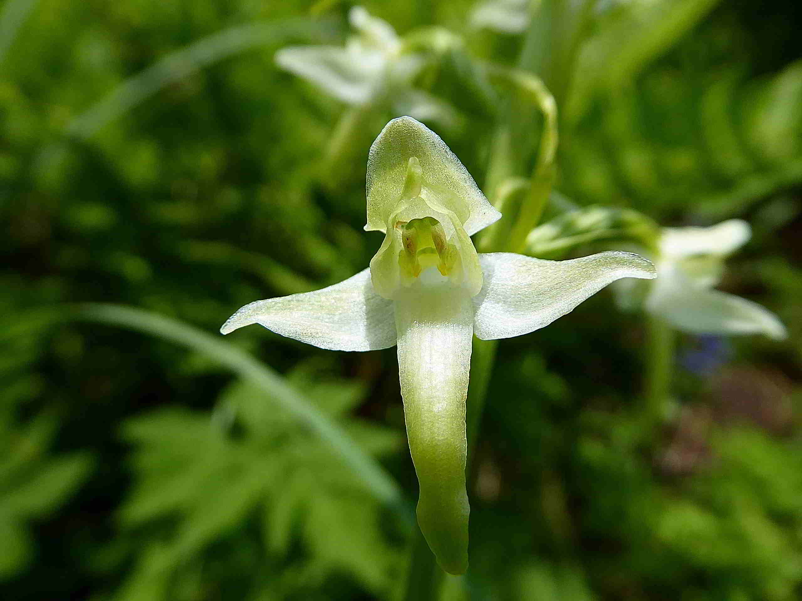 Sonnleitstein-Orchideenwanderung-20062017-(141) - Platanthera bifolia - Weiß-Waldhyazinthe.JPG