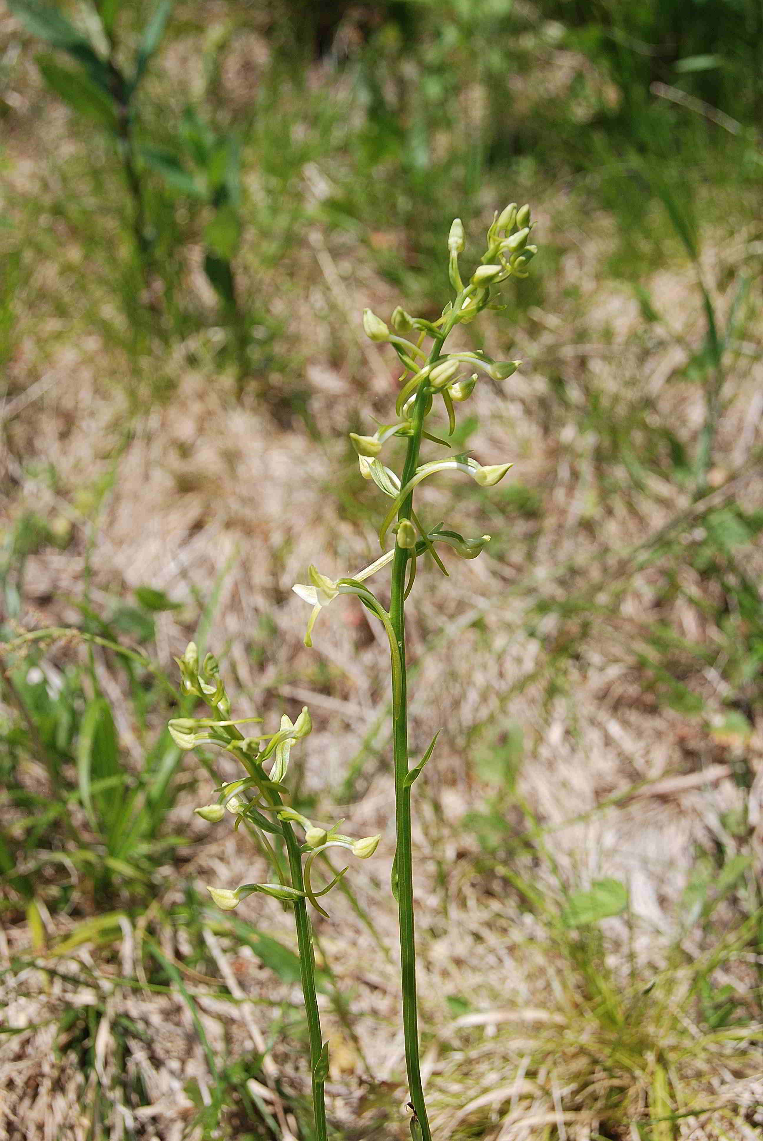 Sonnleitstein-Orchideenwanderung-20062017-(139) - Platanthera bifolia - Weiß-Waldhyazinthe.JPG