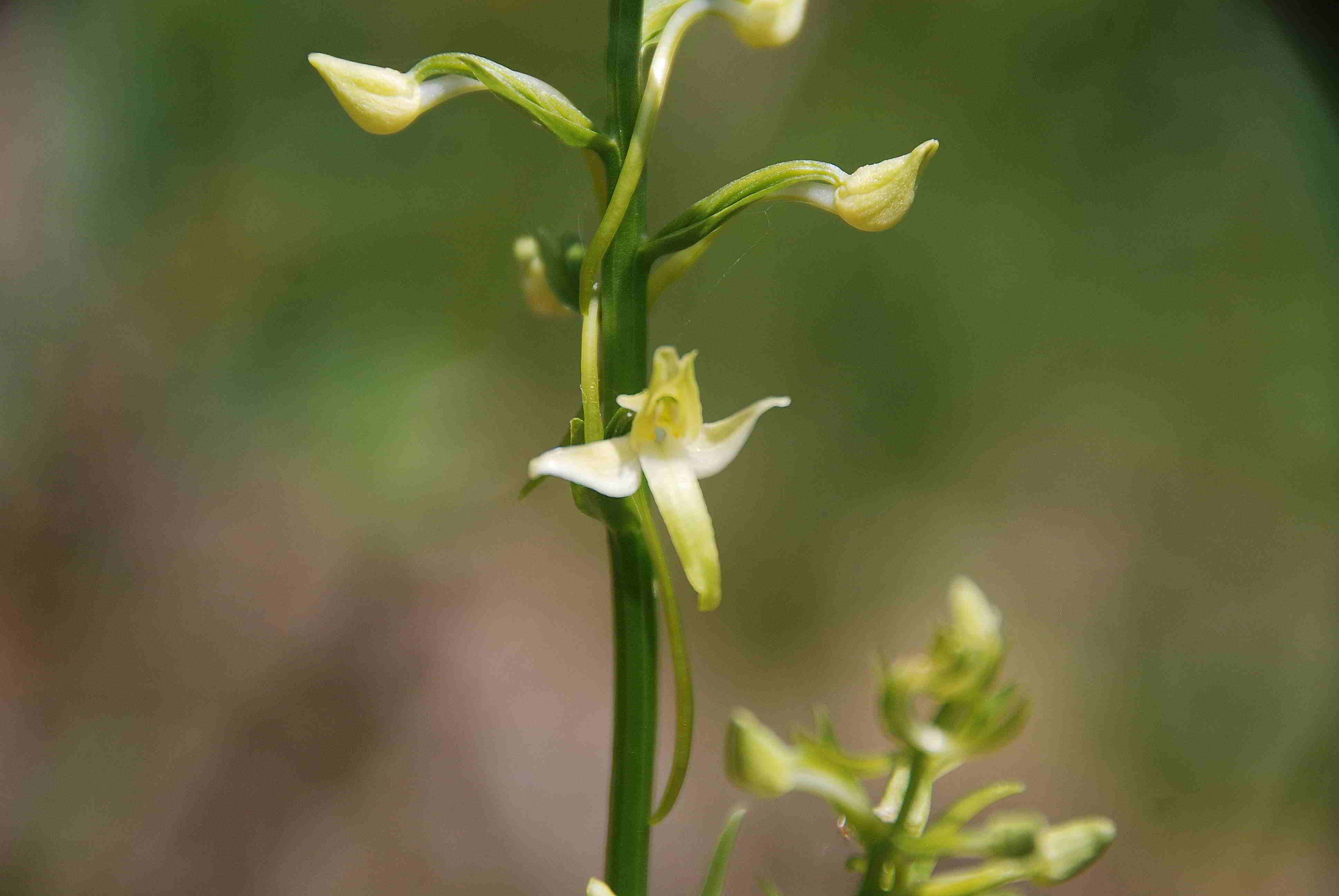 Sonnleitstein-Orchideenwanderung-20062017-(140) - Platanthera bifolia - Weiß-Waldhyazinthe.JPG