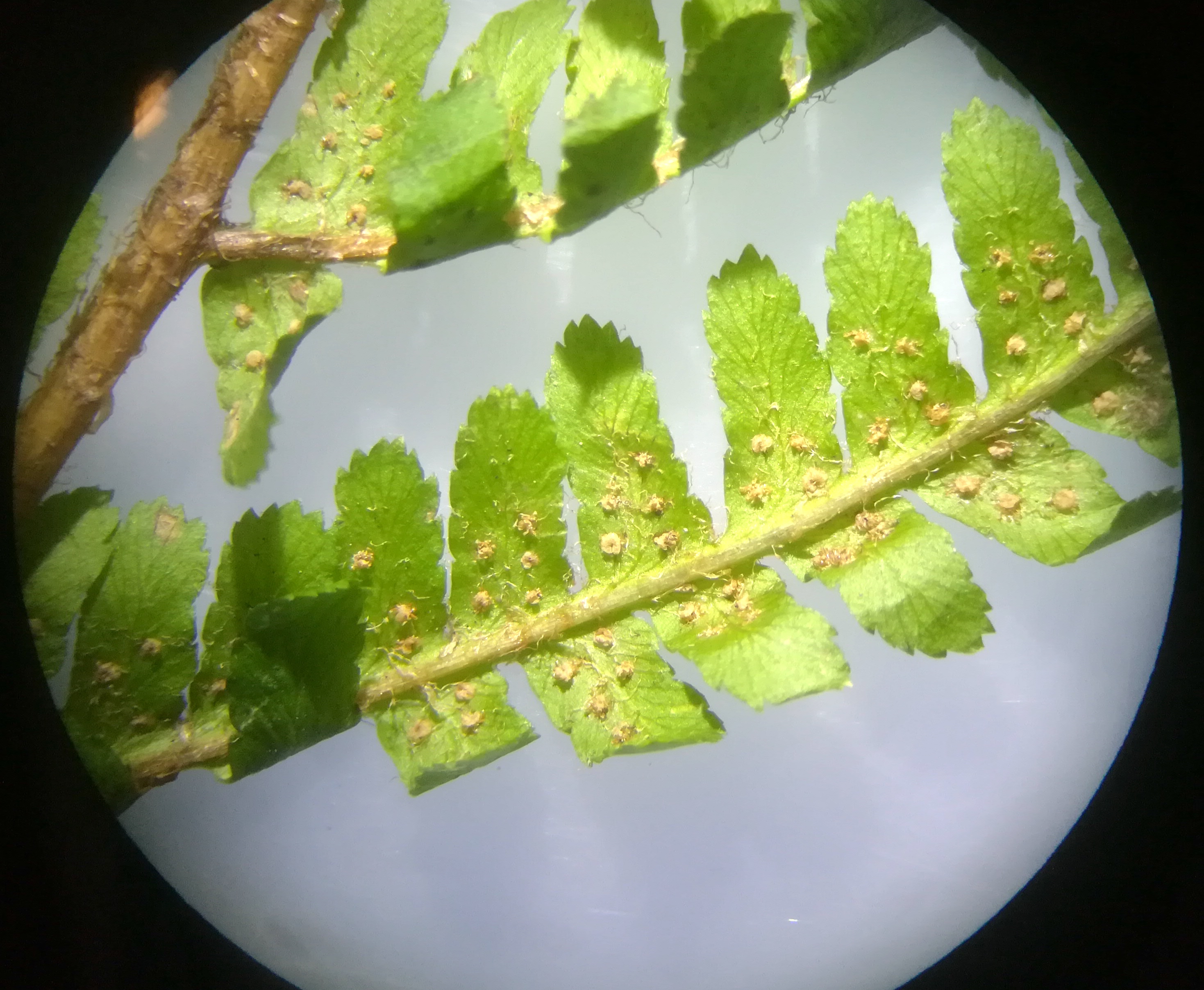 dryopteris affinis s. lat. naturpark eichenhain hagenbachklamm_20190125_155659.jpg