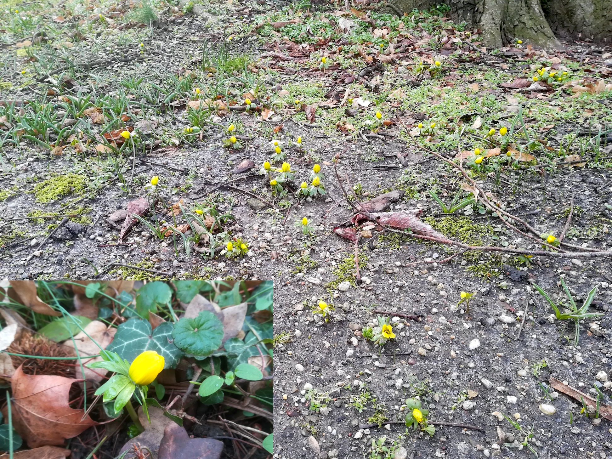 eranthis hyemalis botanischer garten wien_20190127_122227 Kopie.jpg