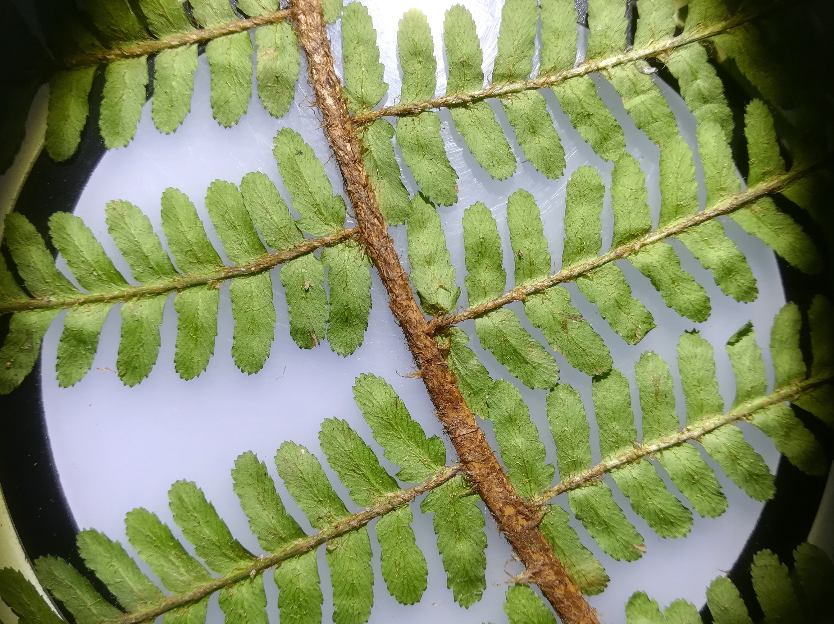 dryopteris affinis s. lat. 1 naturpark eichenhain hagenbachklamm_20190128_124427 Kopie.jpg