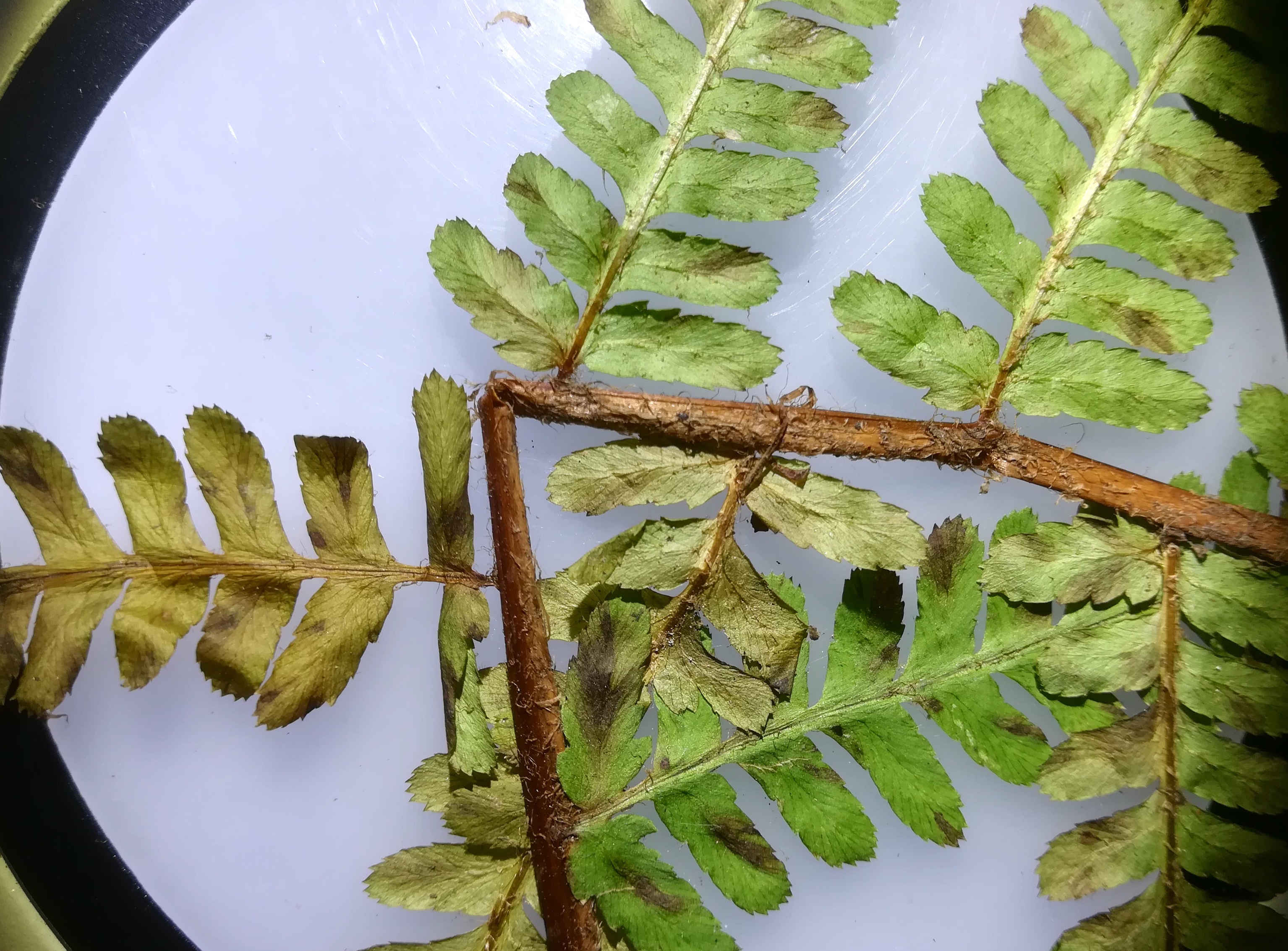 dryopteris affinis s. lat. 4 naturpark eichenhain hagenbachklamm_20190128_130615 Kopie.jpg