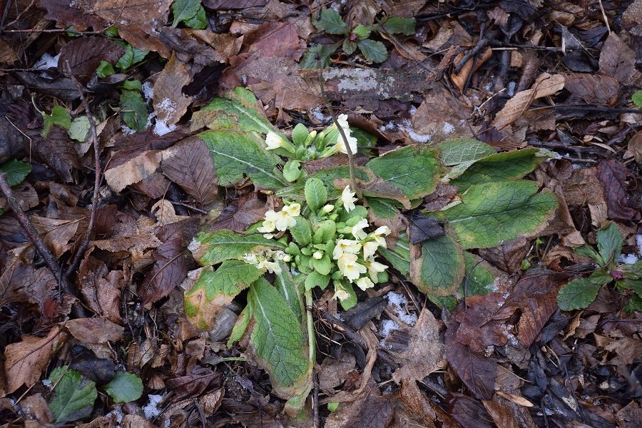 Bft-Festenbergrunde-27012019-(19) - Primula vulgaris -  Erd-Primel - Kopie.JPG