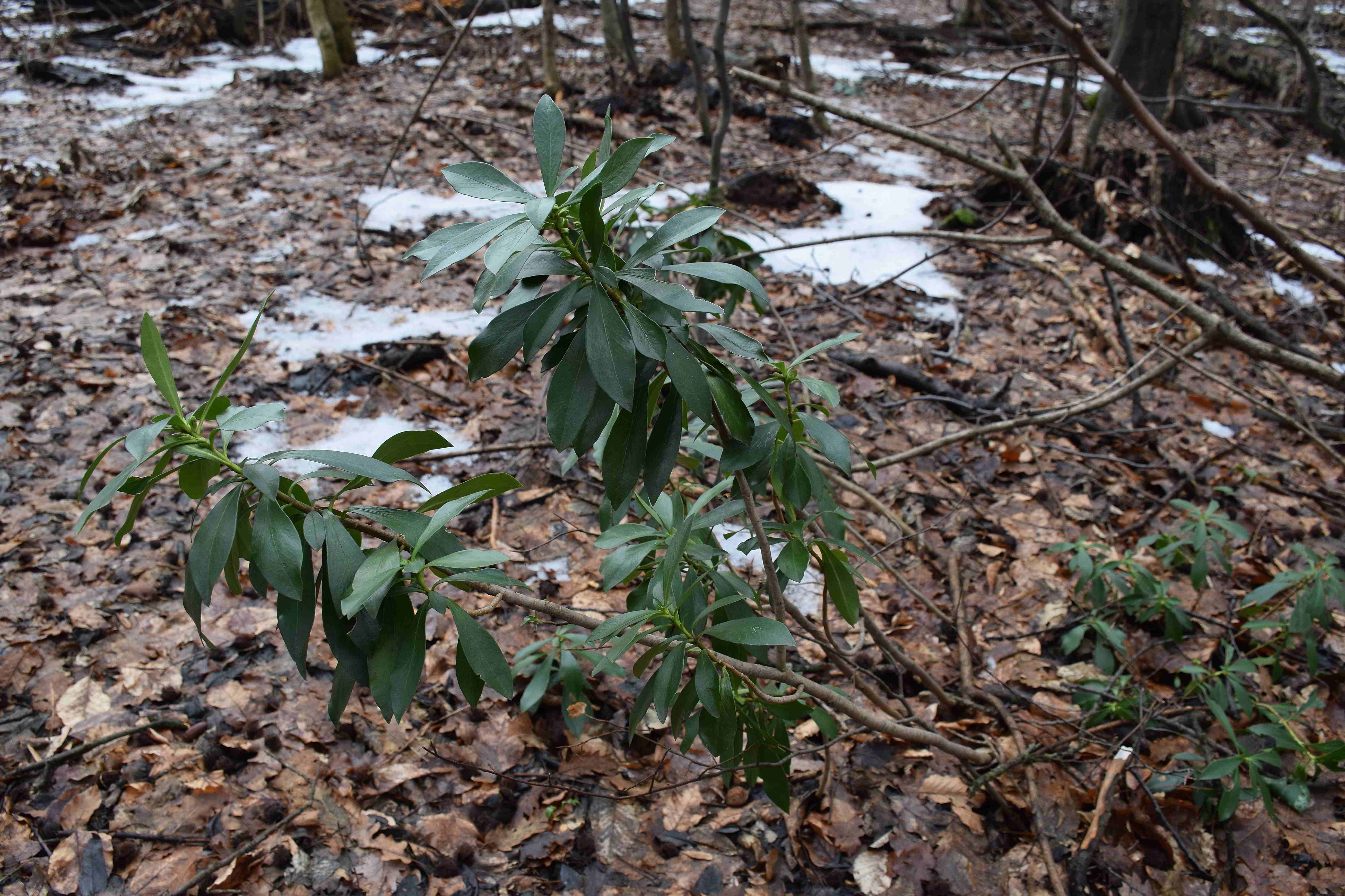 Bft-Festenbergrunde-02022019-(2) - Daphne laureola - Lorbeer-Seidelbast.JPG