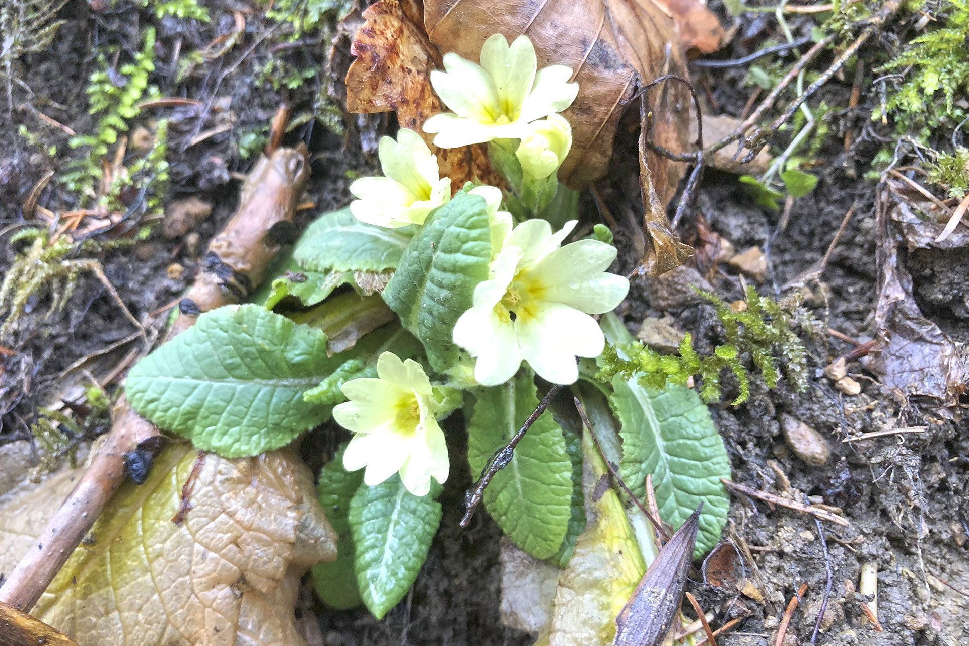 primula vulgaris_generalkogel.jpg