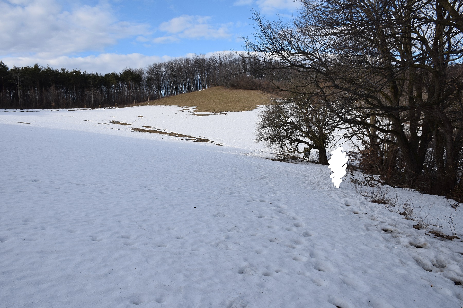 Kaltenleutgeben-Sulzer Höhe - Sulzbergwiese-09022019-(14)- Sulzbergwiese.JPG