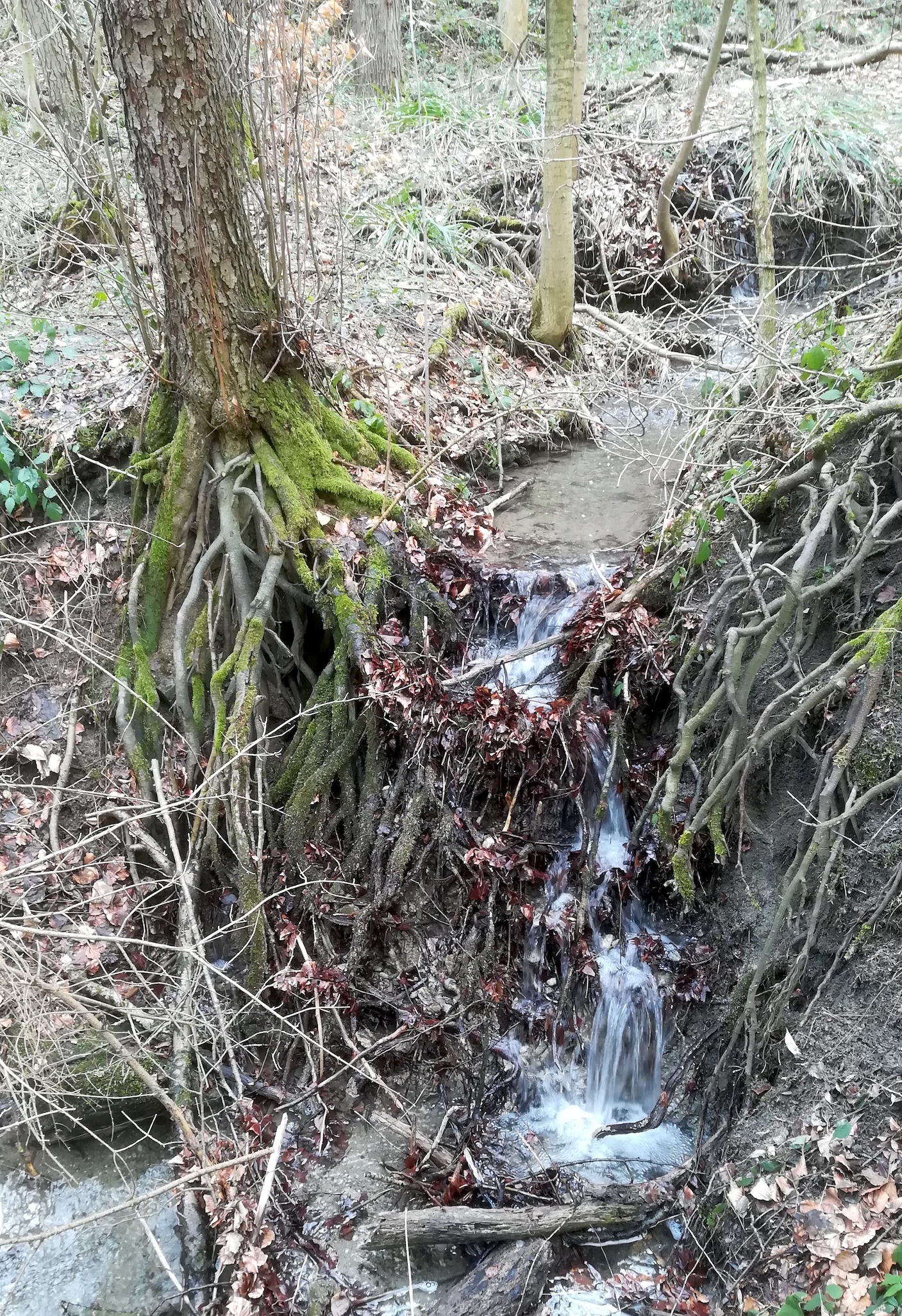 alnus glutinosa weidlingbach dombachgraben_20190211_114106 Kopie.jpg