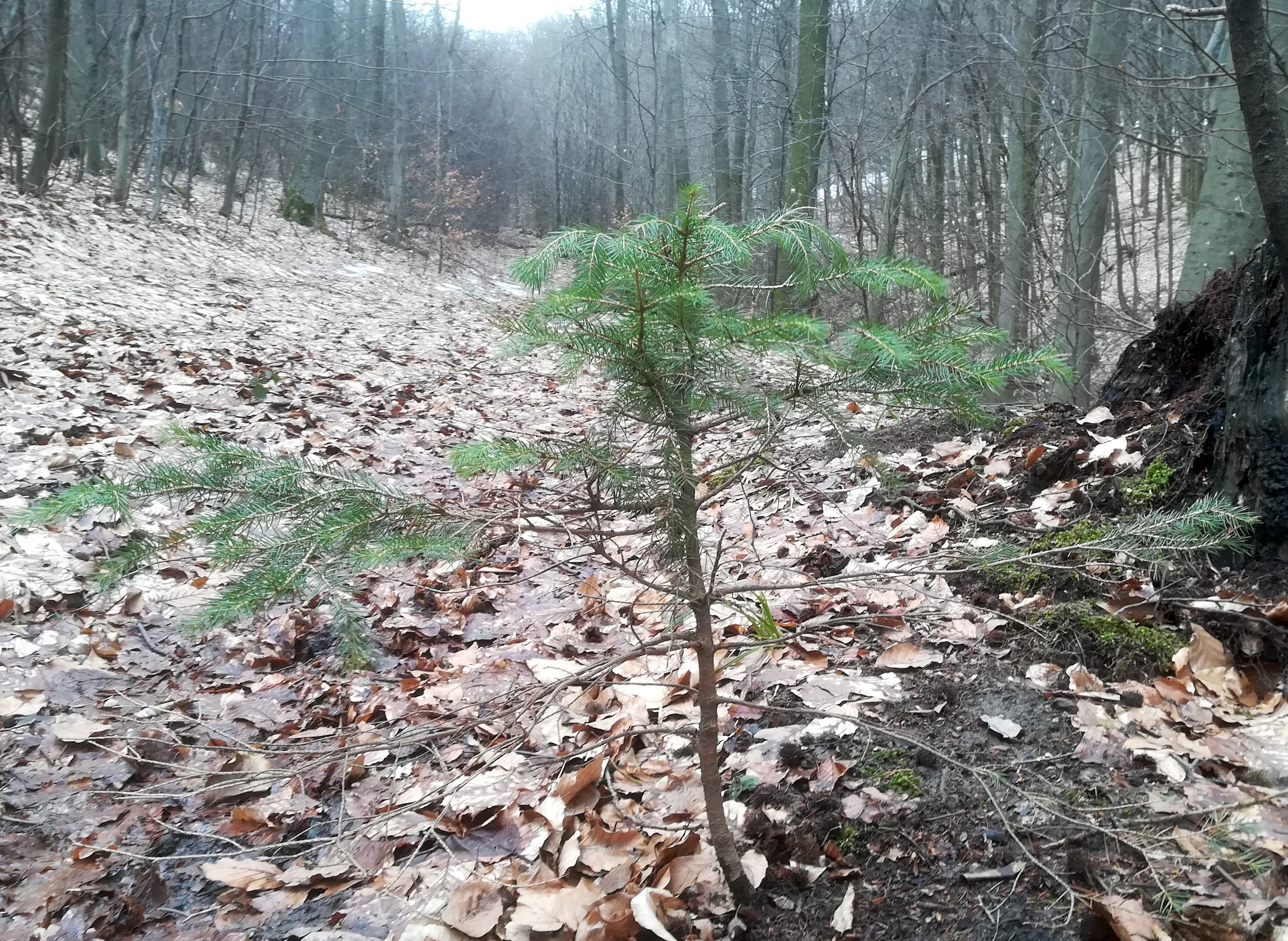 picea abies verjüngung wien hainbachgraben_20190211_125901 Kopie.jpg