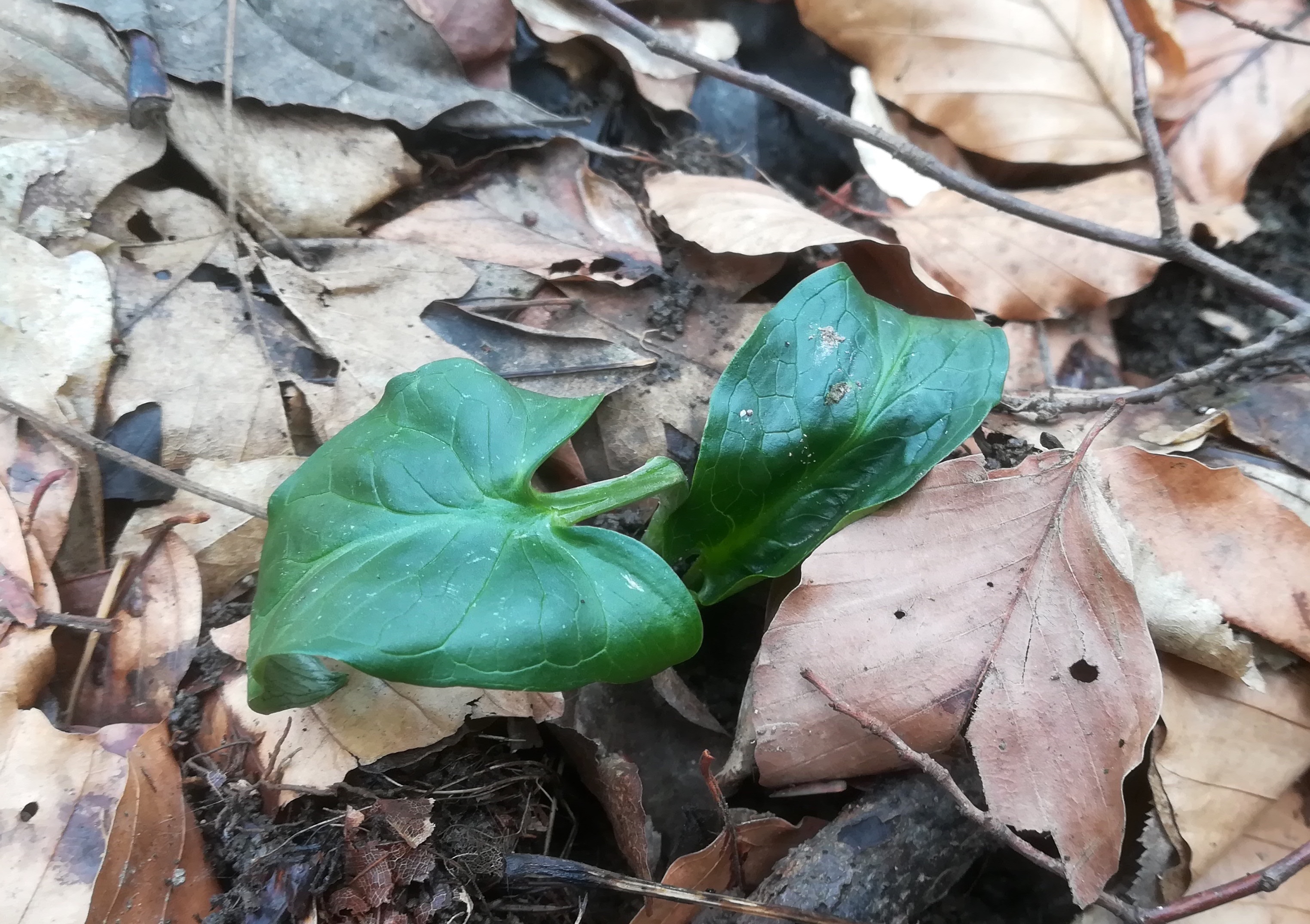 arum cylindraceum wien hainbachgraben_20190211_123441 Kopie.jpg