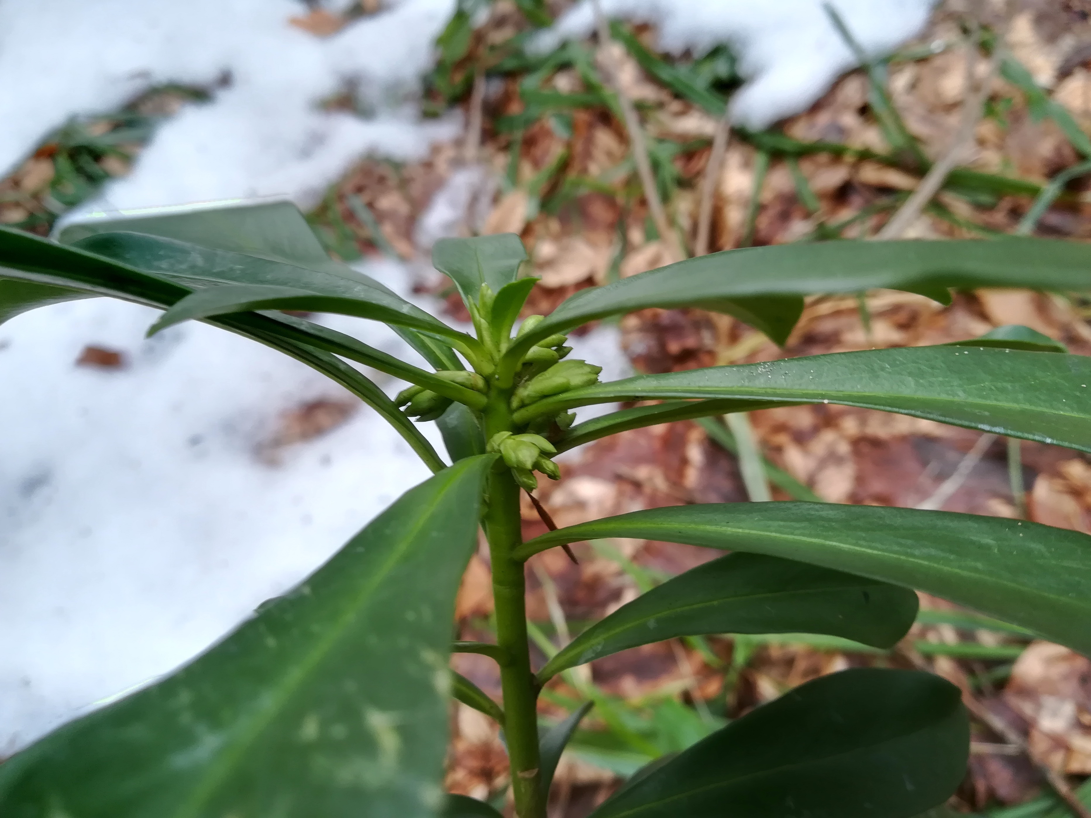 daphne laureola weidlingbach dombachgraben_20190211_111534 Kopie.jpg