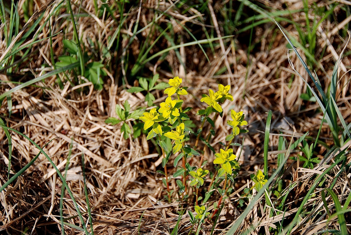 Breitenfurt-Wiese neben Gernbergstr (1) - 14042017.JPG